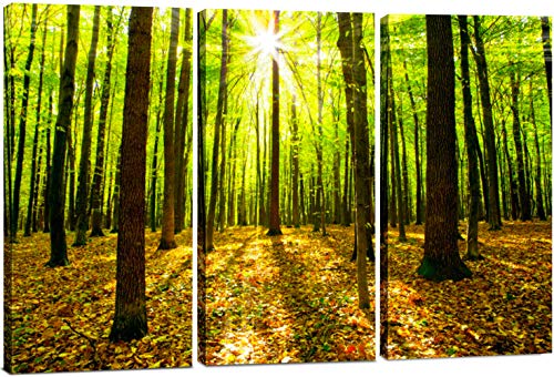 2201 - Forest