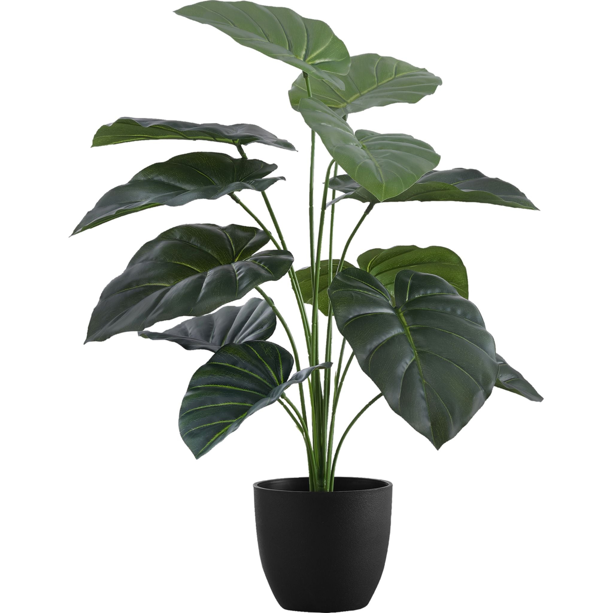 Alocasia Plant for Sale | Tropical Indoor Houseplant | Perfect for Home & Office Decor