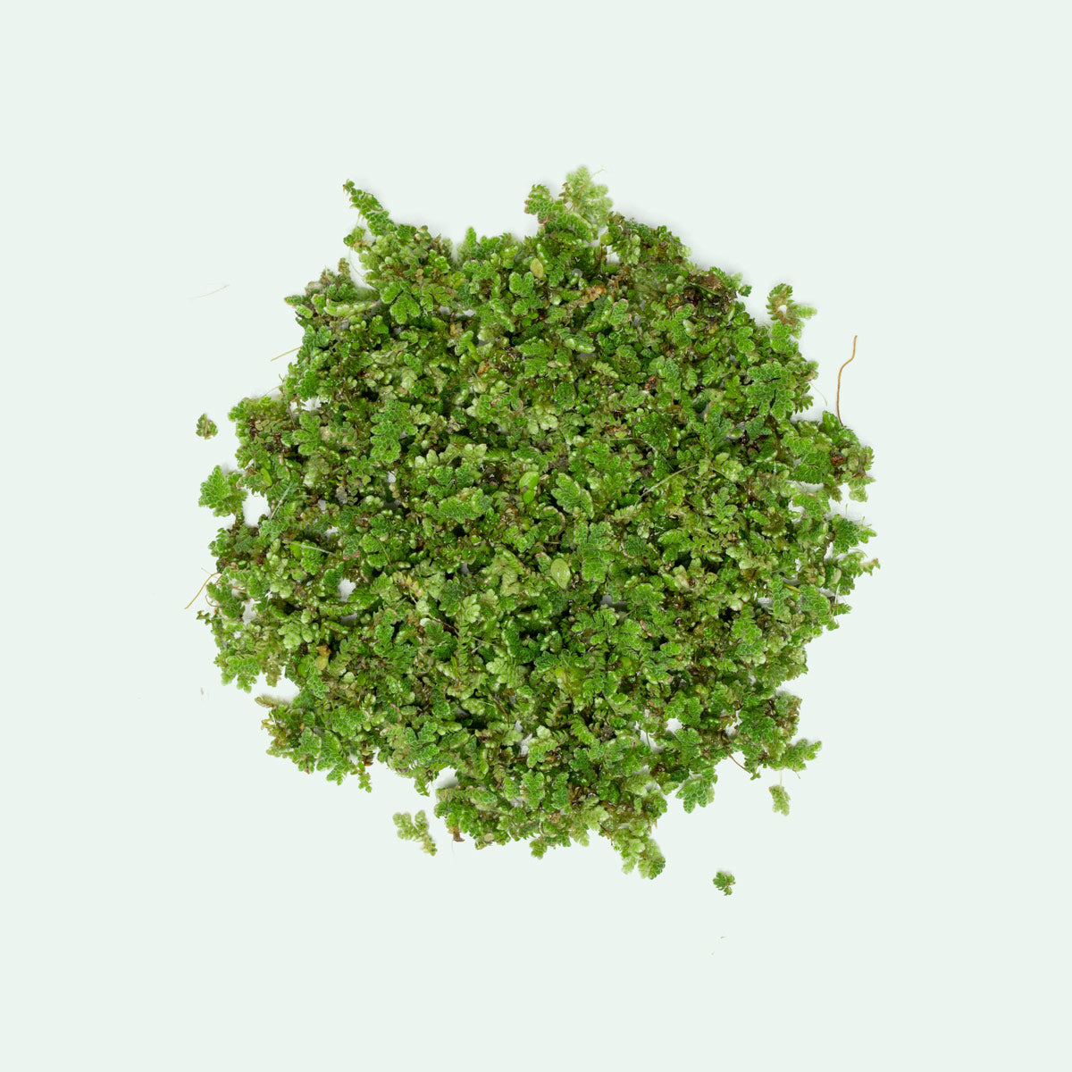 Azolla Mosquito Fern - Natural Floating Aquatic Plant for Ponds, Aquariums & Water Gardens | Perfect for Mosquito Control & Water Filtration