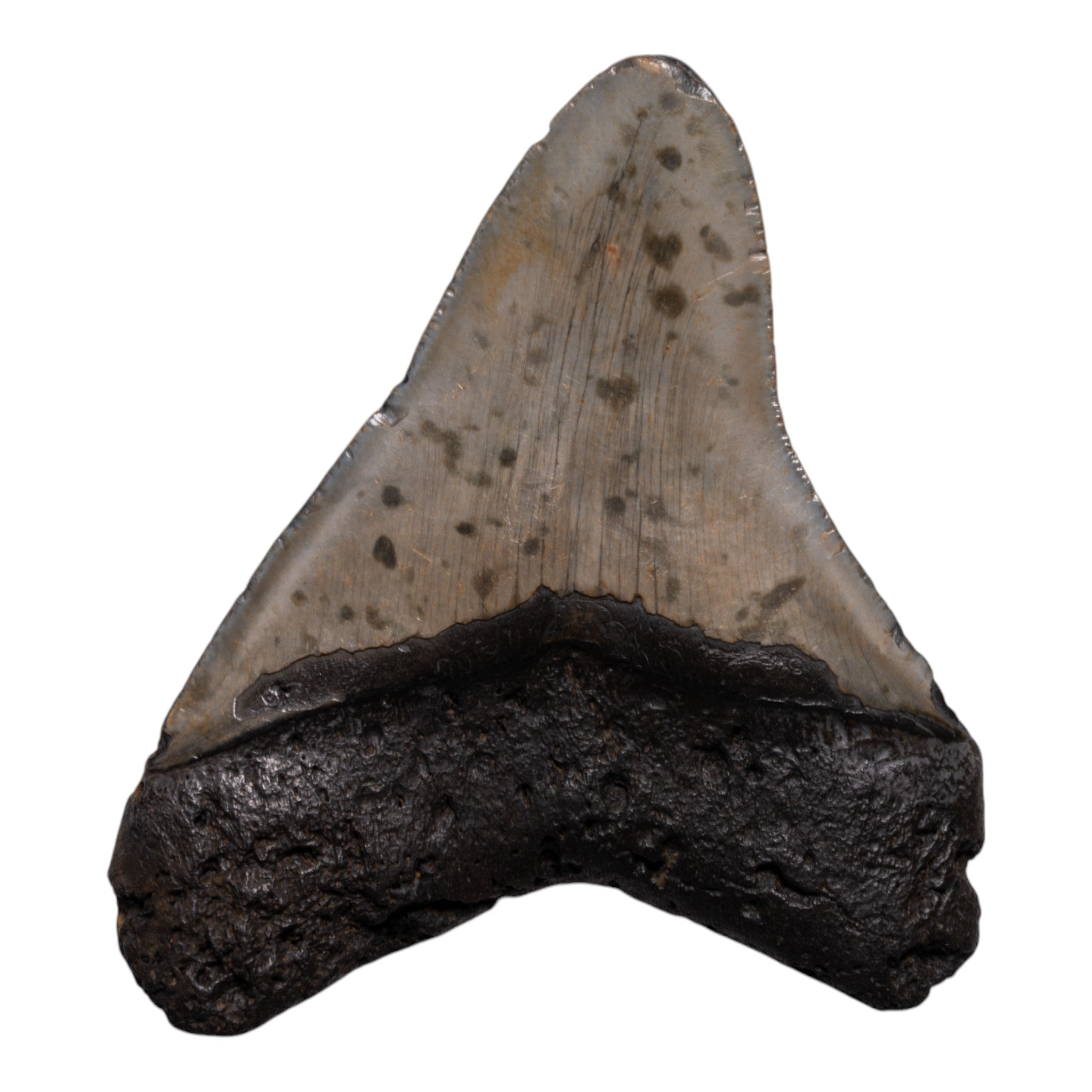 Authentic Megalodon Shark Tooth Fossil - Genuine Collector's Specimen for Home Decor, Jewelry Making & Educational Display