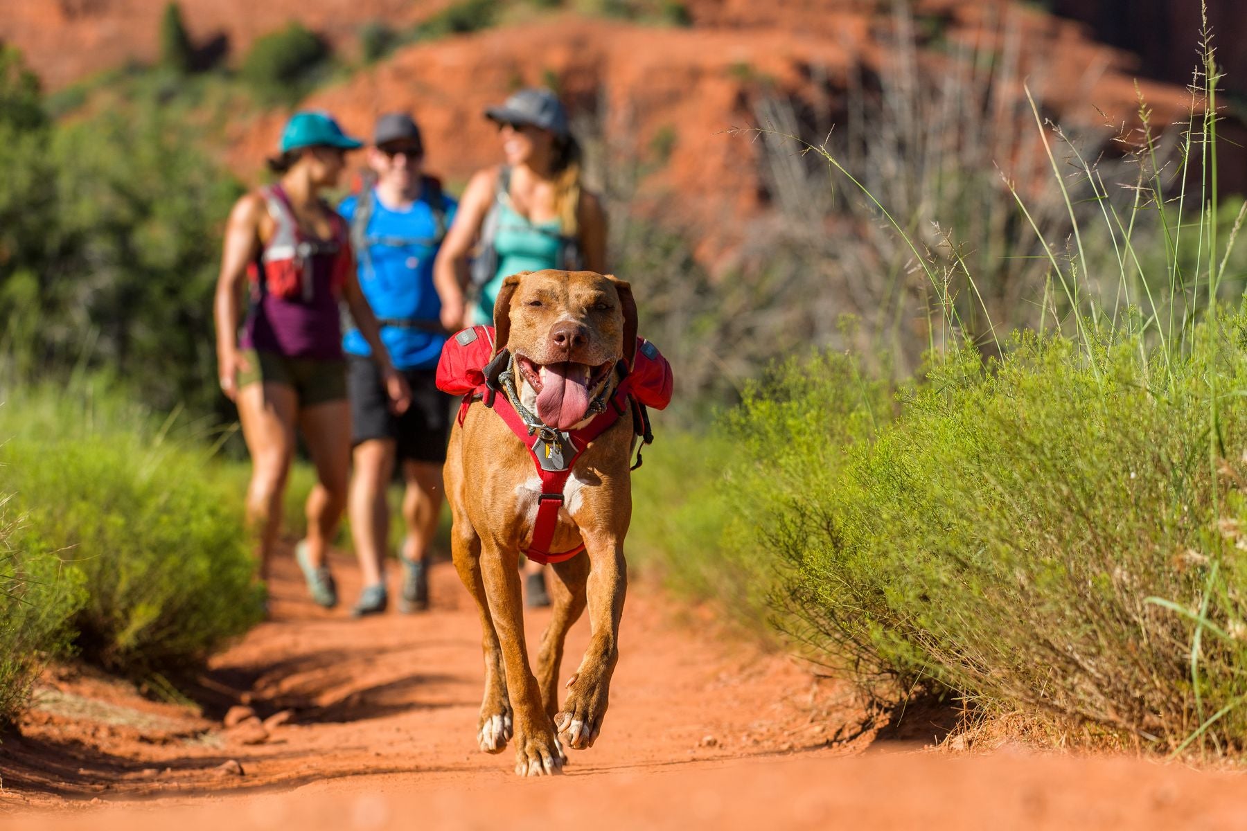 Ruffwear Singletrak Dog Backpack - Lightweight & Durable Hiking Pack for Active Dogs - Perfect for Outdoor Adventures, Camping & Trail Running