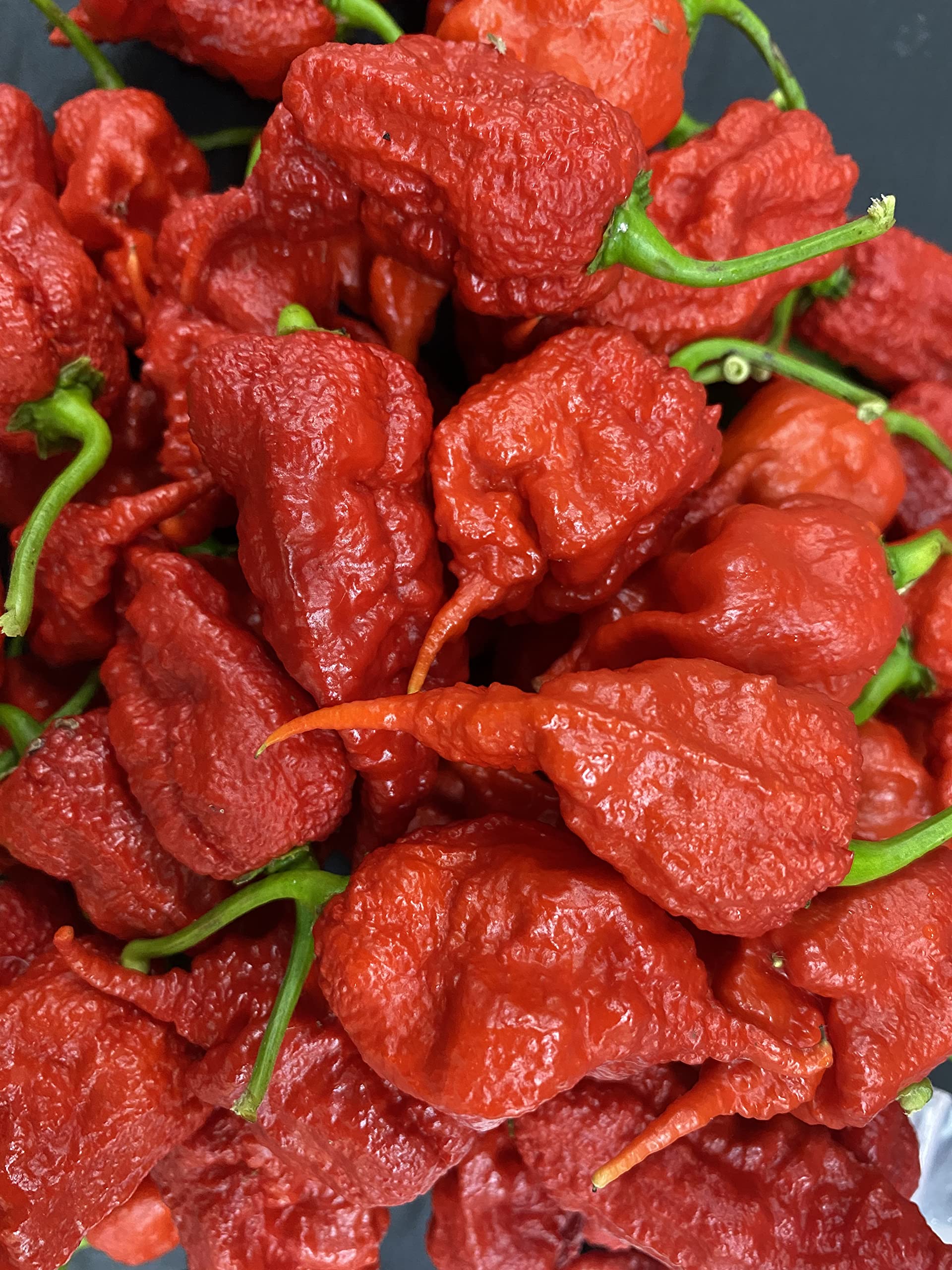 Primotalii Chile Pepper Seeds - Premium Super Hot Planting Seeds, Possibly World's Hottest Pepper | Perfect for Home Gardening, Hot Sauce Making & Spicy Food Lovers