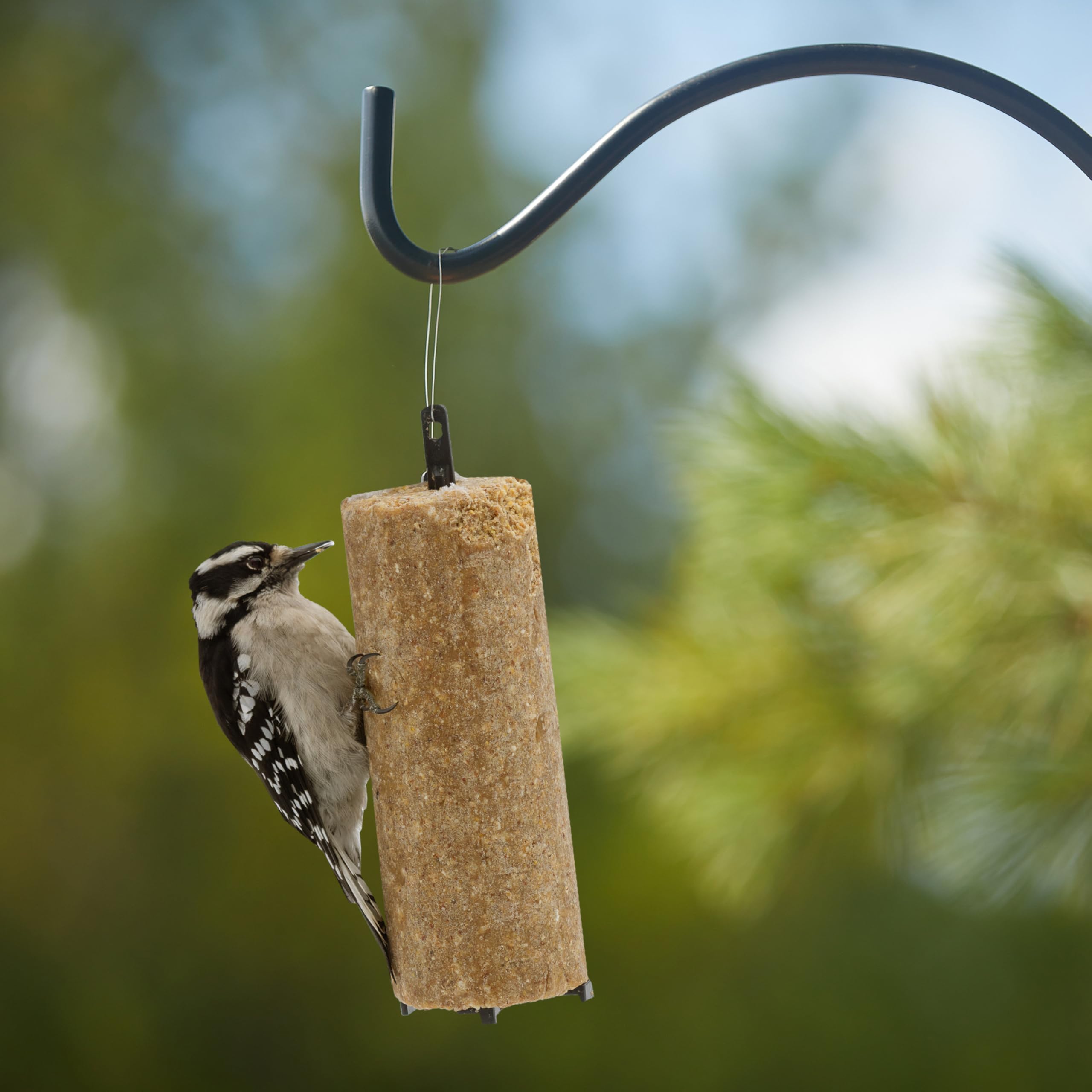 C&S Peanut Delight No Melt Suet Dough Log - 1 Pound Ready-to-Use Bird Food for Wild Birds, Woodpeckers & Cardinals - Perfect for Backyard Feeders & Winter Bird Feeding
