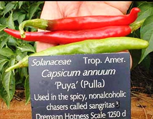Heirloom Pulla or Puya Chili Pepper Seeds (30 Count) - Authentic Central American Variety for Home Gardening, Cooking & Spicy Recipes
