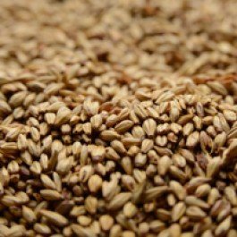 Briess Caramel 20L Uncrushed Malt - 1 lb. Bag for Home Brewing Beer | Premium Brewing Malt for Craft Beer, Ale, and Stout | Perfect for DIY Beer Making and Brewing Kits