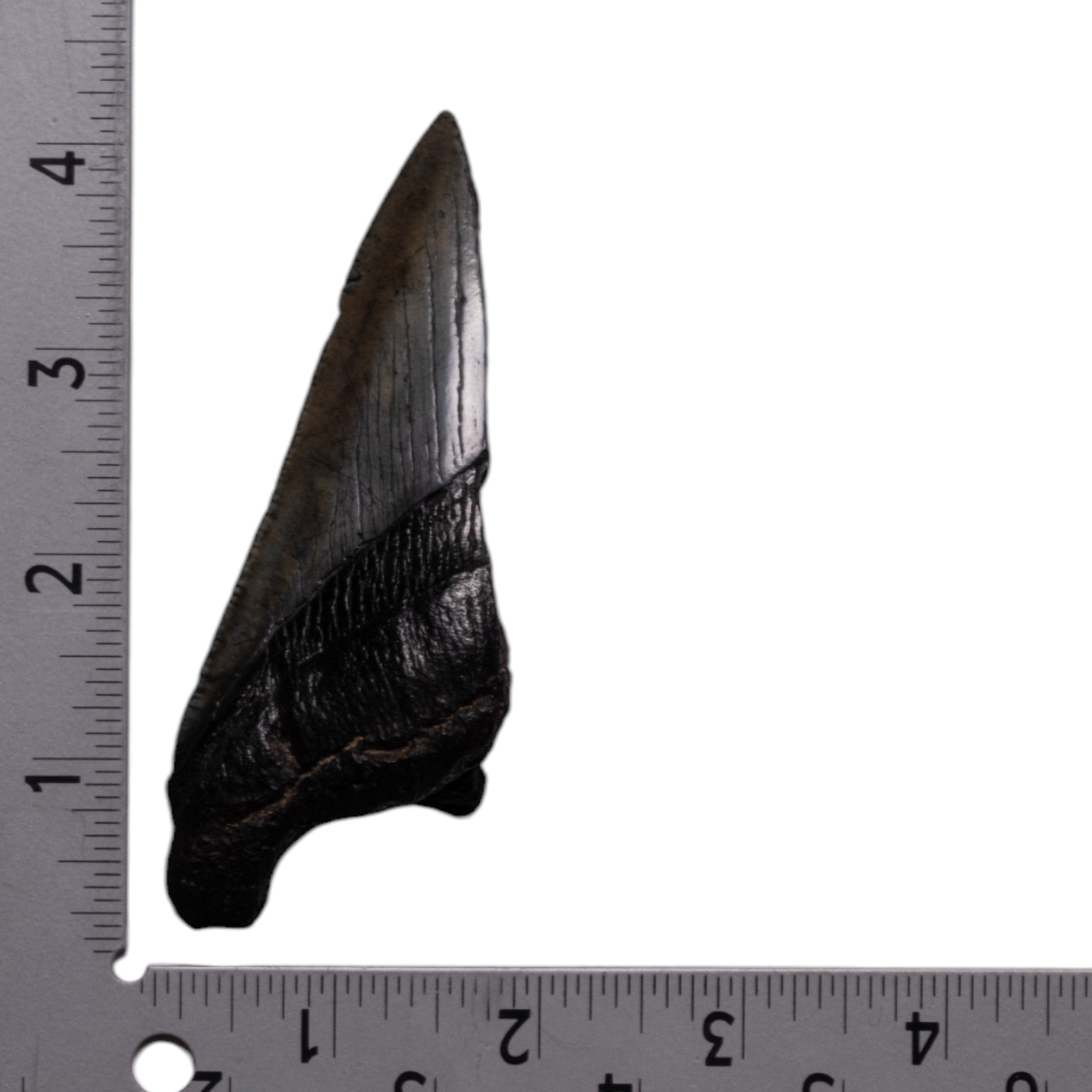 Authentic Megalodon Shark Tooth Fossil - Half Size - Perfect for Collectors, Jewelry Making & Educational Displays