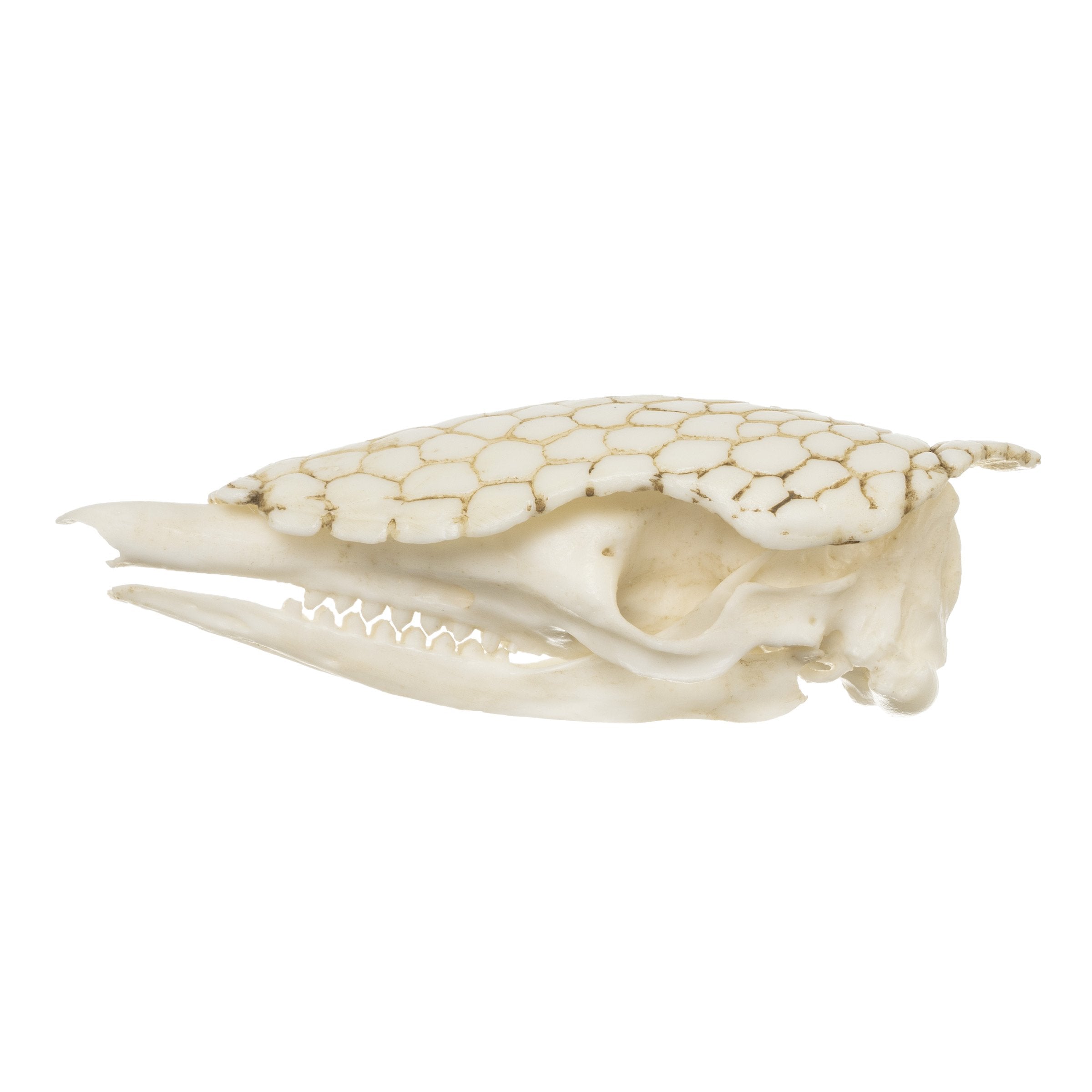 Authentic Replica Nine-Banded Armadillo Skull - Lifelike Animal Skull Model for Home Decor, Educational Display, and Halloween Props