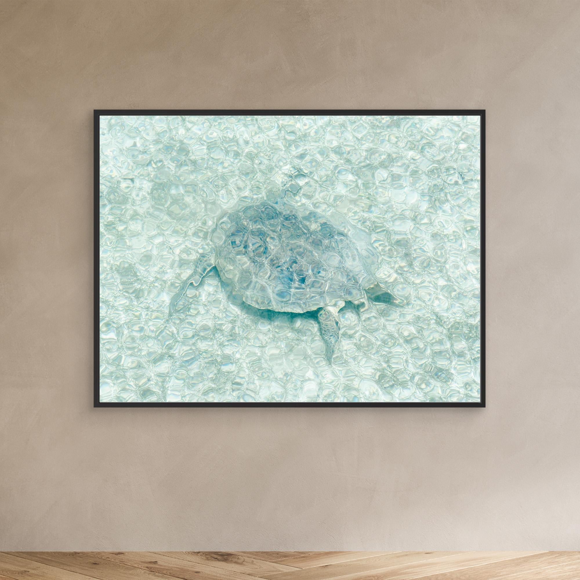 Premium Canvas Print - Stunning Turtle Underwater Art by Photolovers | Ocean-Themed Wall Decor for Living Room, Bedroom & Office