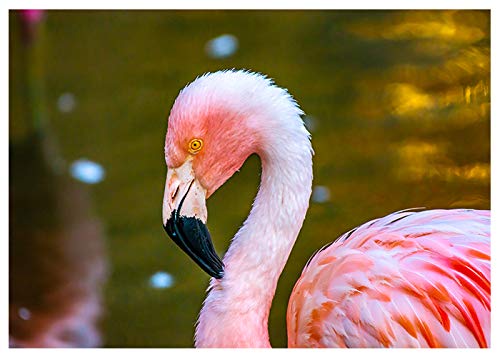 Pink Flamingo Birthday Card with 'Happy Birthday' Message Inside - Perfect for Friends, Family & Coworkers Celebrations