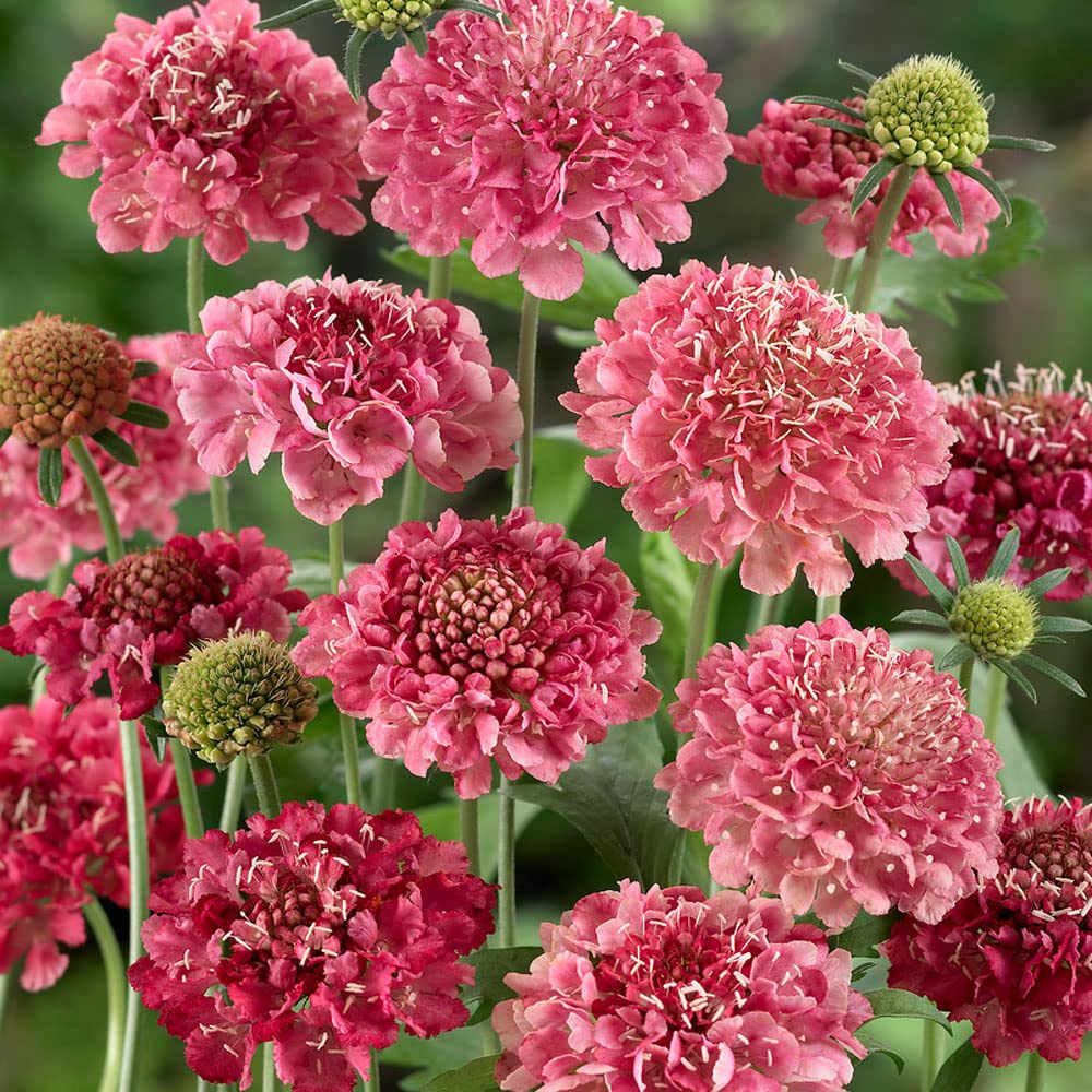 Outsidepride Annual Scabiosa Salmon Queen Pincushion Flower Seeds - 100 Count for Garden Planting, Cut Flower Arrangements, Drying & Pressing - Perfect for Bouquets, Wedding Decor & DIY Crafts