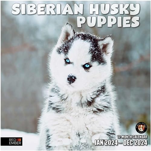 03 - Siberian Husky Puppies