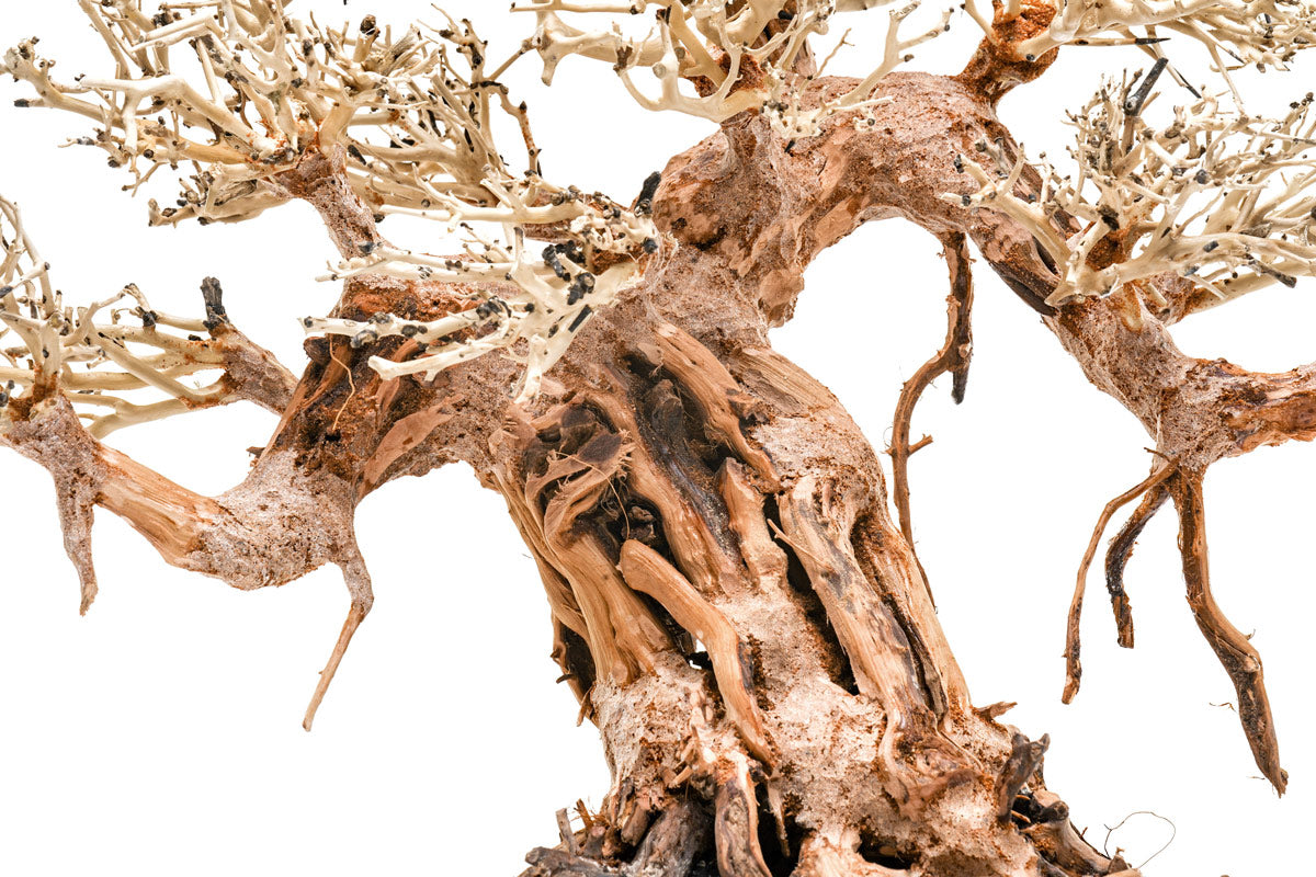 Premium Bonsai Tree Kit - Complete Starter Set for Indoor & Outdoor Gardening - Perfect for Home Decor, Office Zen Spaces & Gift Ideas