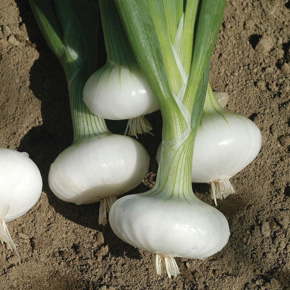 Bianca Di Maggio Onion - Fresh Organic Yellow Onions for Cooking, Salads & Healthy Recipes - Perfect for Home Chefs & Meal Prep