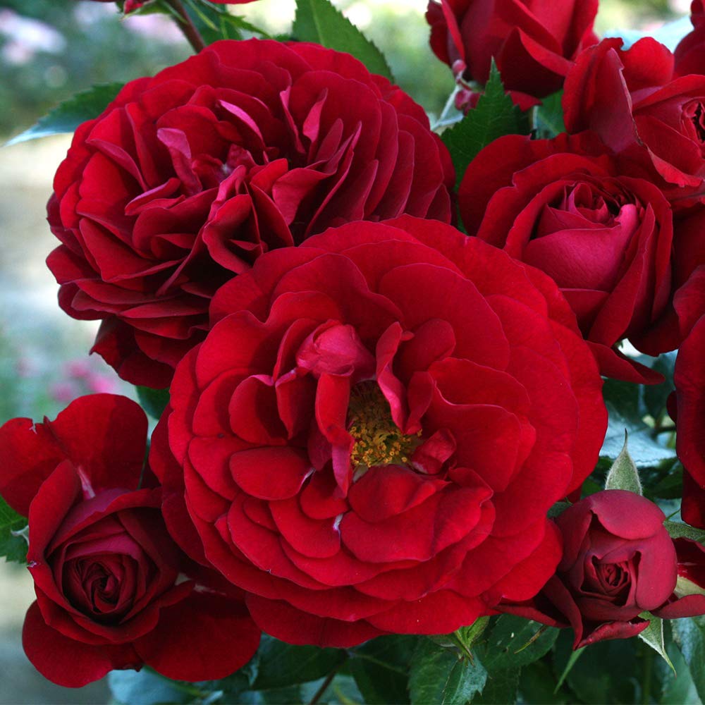 Heirloom Roses Citiscape Bordeaux Red Rose Bush - Floribunda Live Outdoor Plant for Gardens, Landscaping & Patio Decor