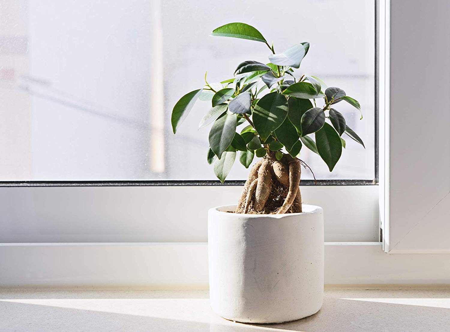 Fiddle Leaf Fig Tree Fertilizer Slow-Release Pellets - Ficus Lyrata Plant Food for Healthy Leaves & Strong Branches - Best Indoor Potted Tree Care Treatment by Aquatic Arts - Perfect for Living Room, Office & Home Decor Plants
