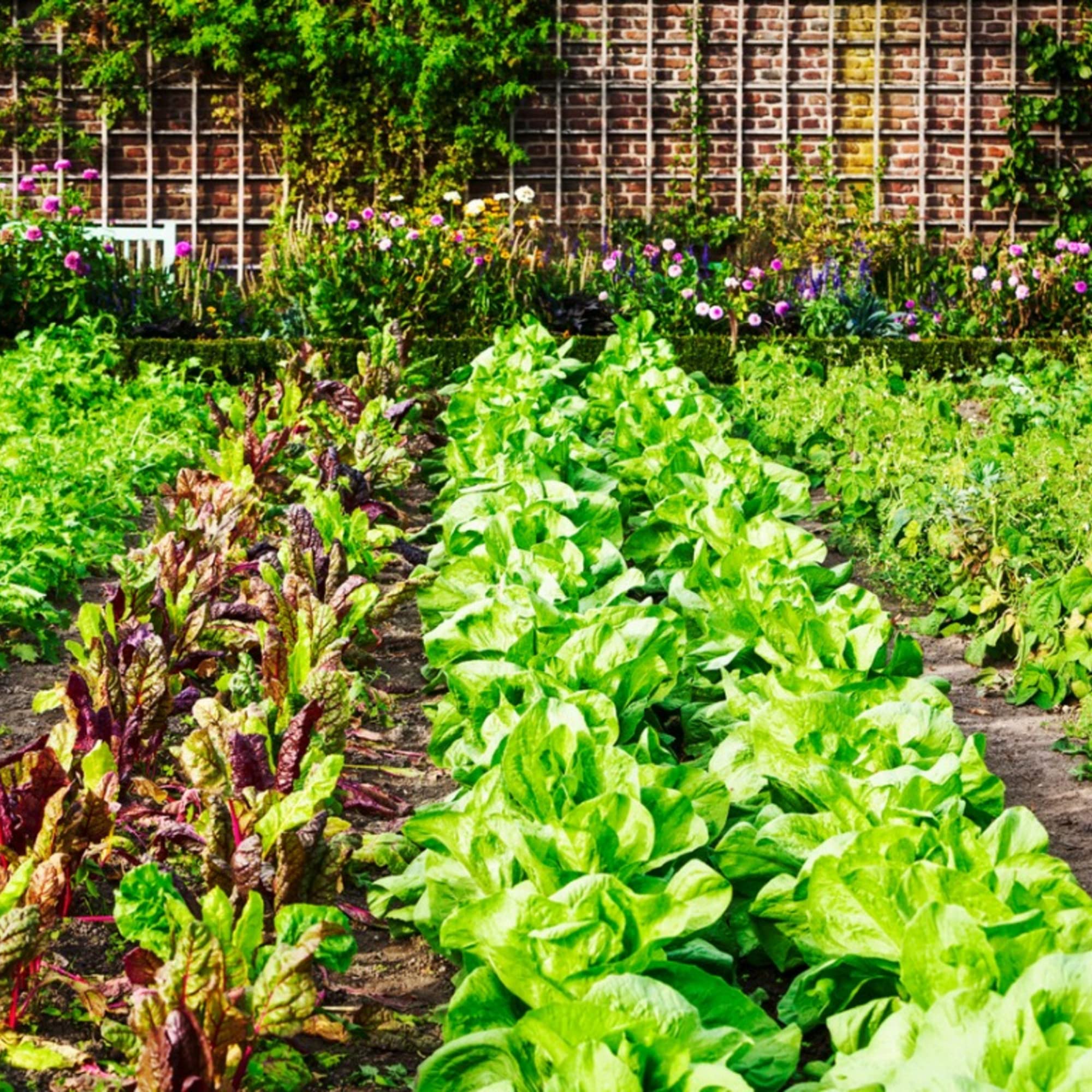 Premium 3.2oz Heavy Duty Commercial Grade Landscape Fabric - 12' x 300' Woven Weed Barrier for Gardening, Farming & Agriculture - Durable Ground Cover for Weed Control, Erosion Prevention & Moisture Retention