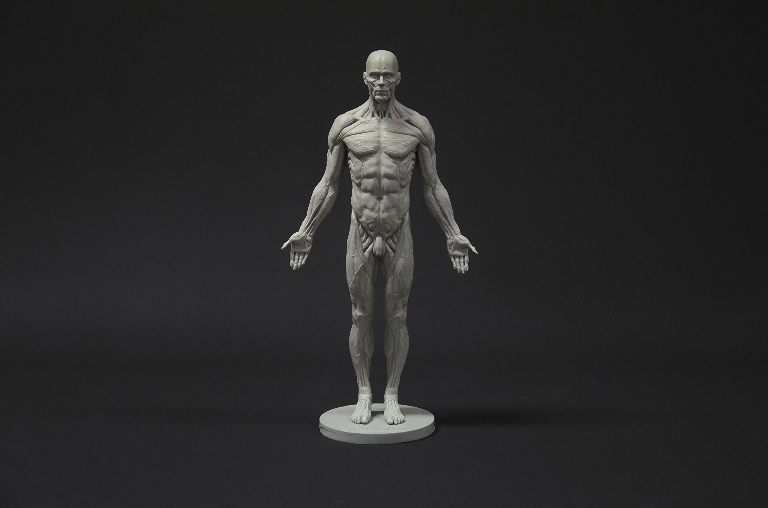 Male Anatomy Figure Collection: Planar, Ecorche & Skin Models - Professional Artist Reference for Human Anatomy Drawing | Perfect for Medical Students, Art Classes & 3D Sculpting
