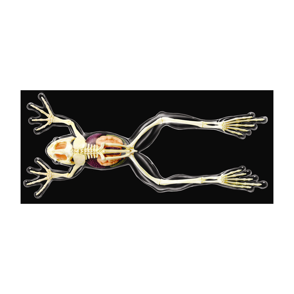 4D Master Full Skeleton Frog Model Anatomy Kit - Educational Science Toy for Kids & Adults - Perfect for Biology Class, Homeschool Learning & STEM Projects