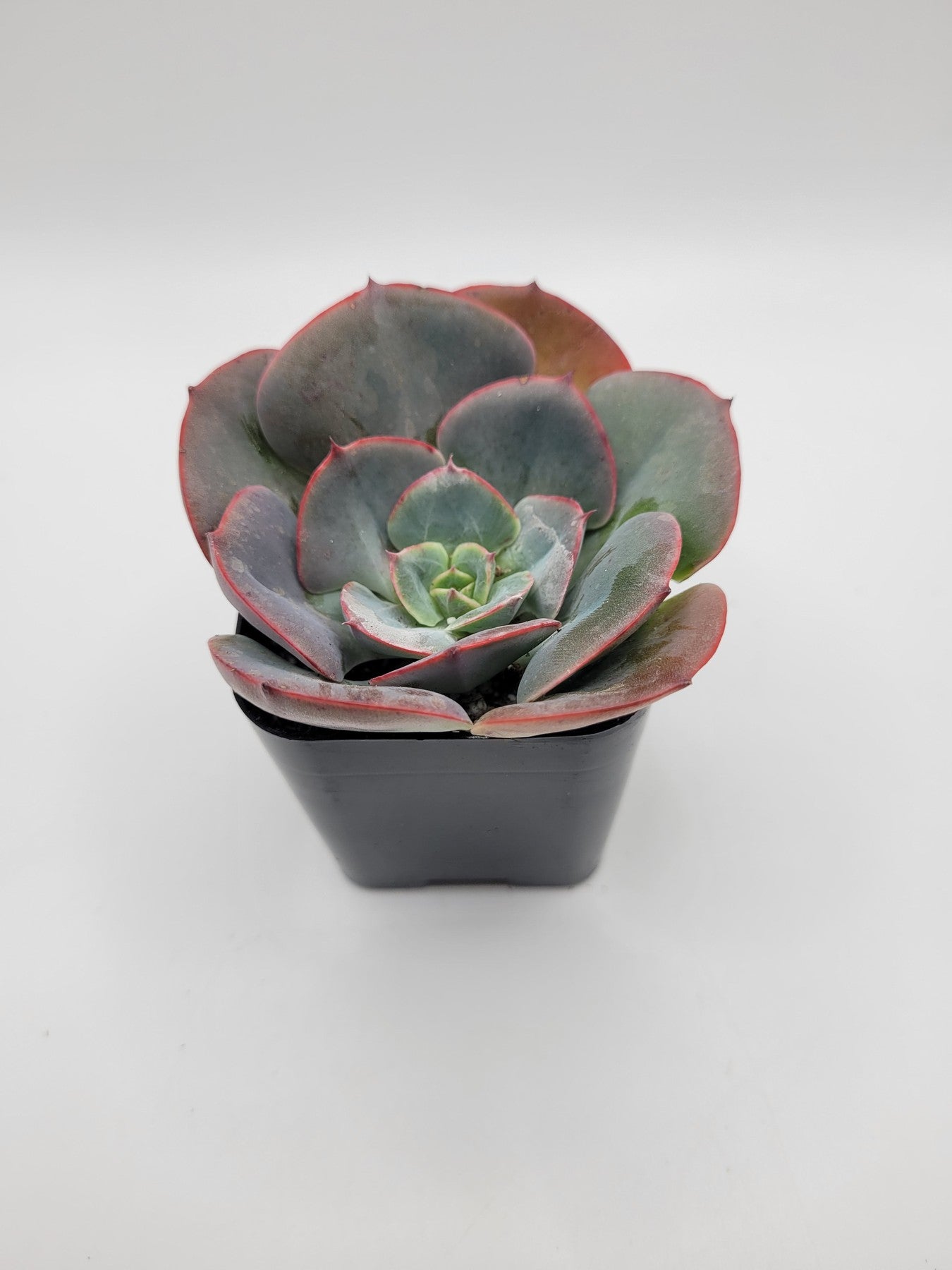 108 Pink Mexensis Zaragosa Hybrid Succulent Plant - Rare Live Succulents for Home Decor, Office Desk, and Garden Arrangements