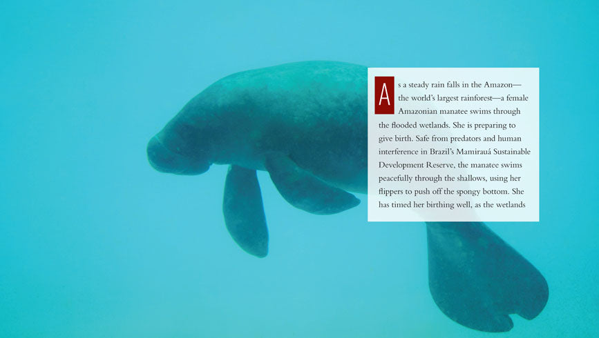 Manatees Book - ISBN 9781608187058 - Perfect for Marine Life Enthusiasts & Educational Use
