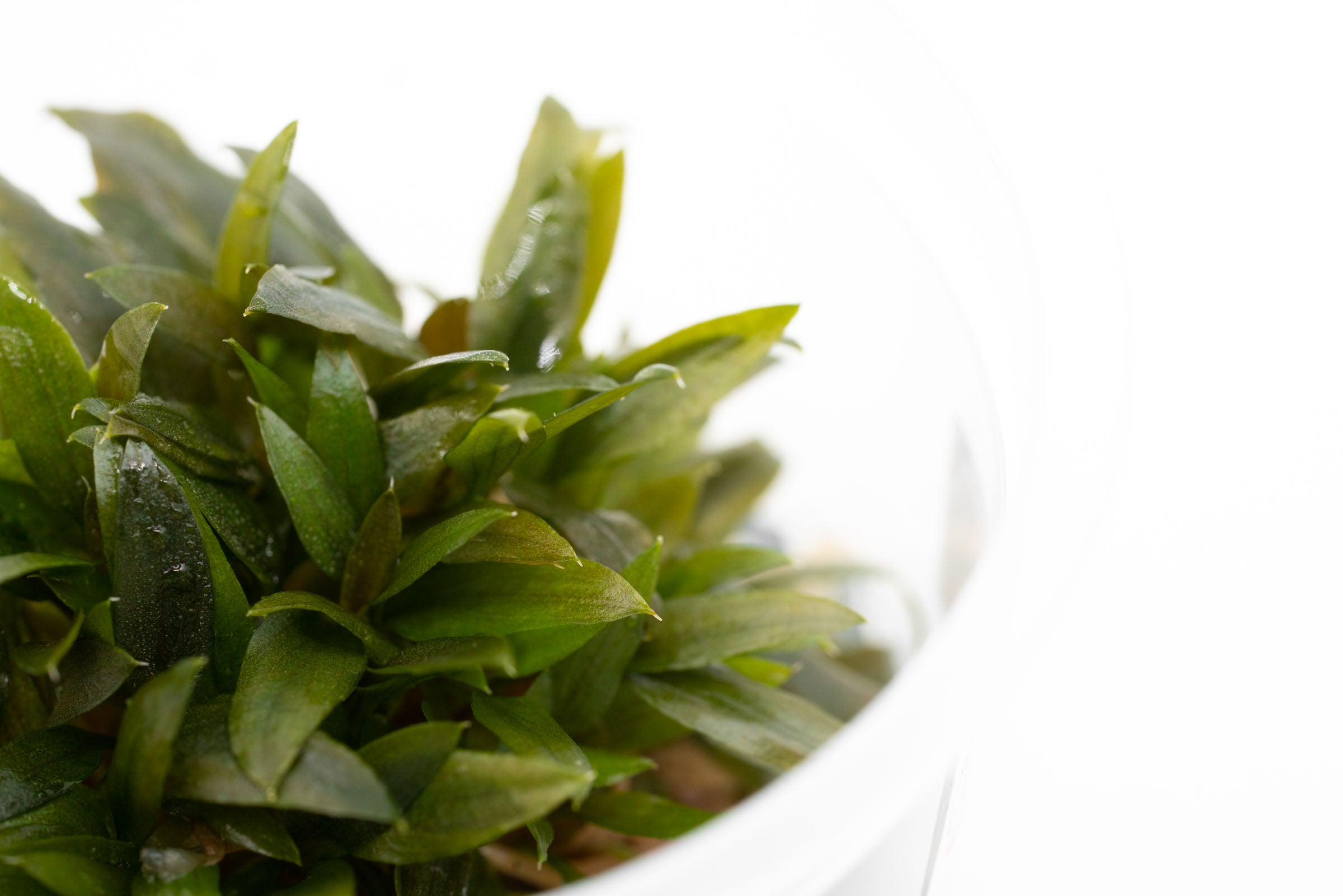 Cryptocoryne Wendtii Kompakt Live Aquarium Plant - Compact & Easy Care Aquatic Plant for Freshwater Fish Tanks, Aquascaping & Low-Tech Planted Aquariums