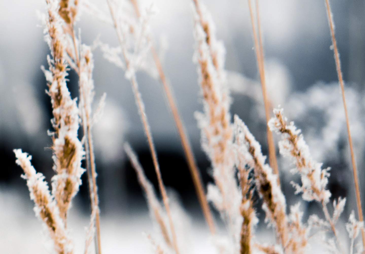 Artgeist Acoustic Canvas Wall Art Print - 35x24 Inch Nature Landscape with Soundproofing Foam | Winter Field Grain Picture for Home & Office Decor | Improves Room Acoustics & Soundproofing