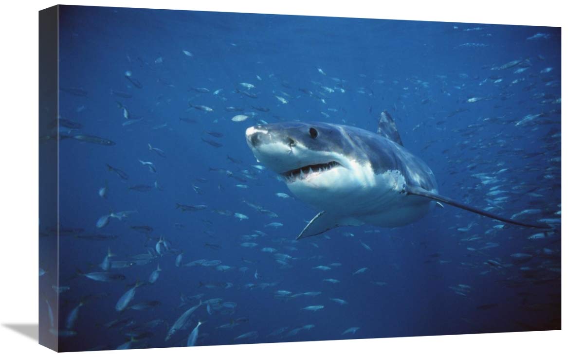 16x24 Inch Great White Shark Swimming Through School of Fish Art Print - Neptune Islands, South Australia Underwater Photography by Mike Parry - Perfect for Ocean Theme Home Decor, Office Wall Art & Marine Life Enthusiasts