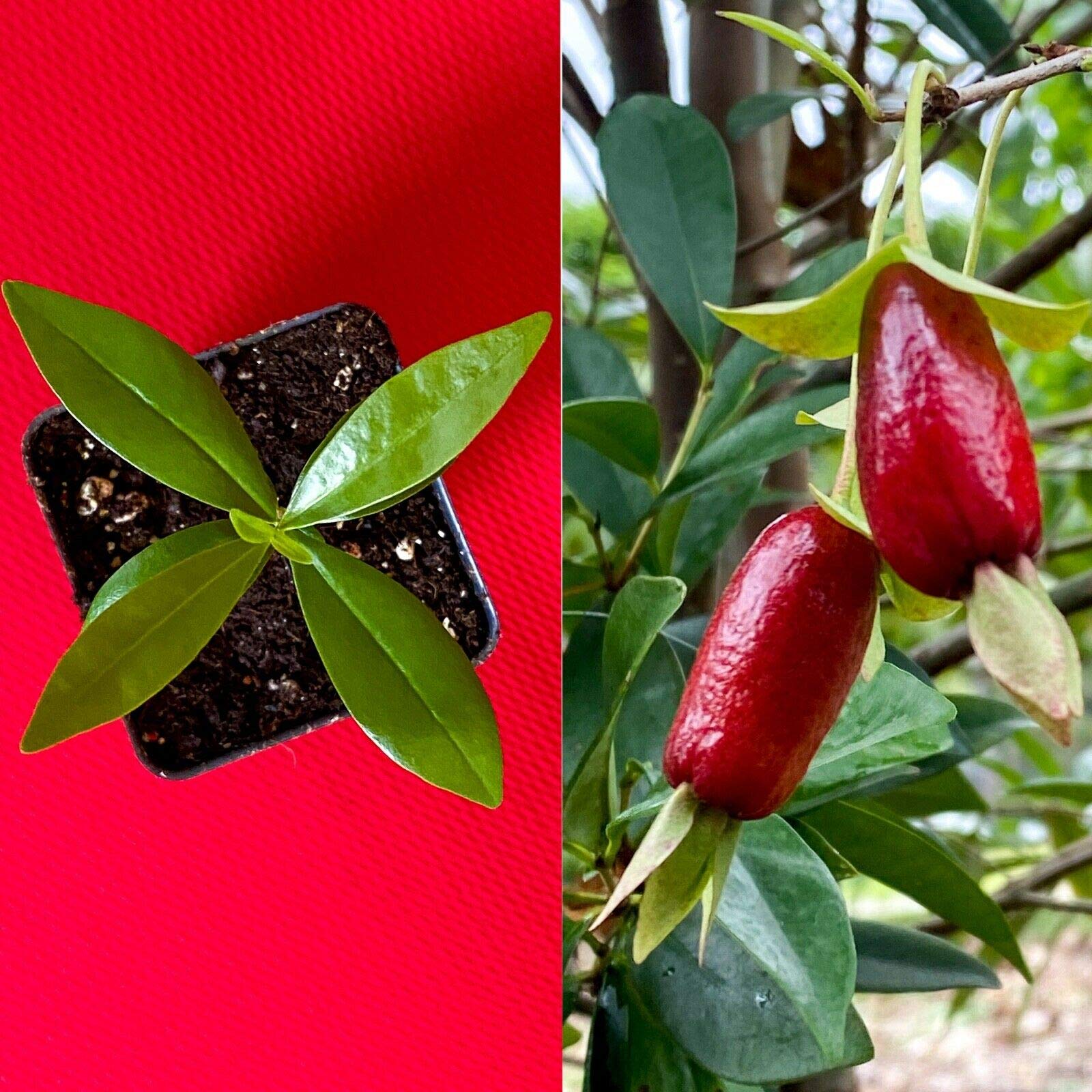 Rare Savanna Cherry Eugenia Calycina Tropical Tree - Dark Red Fruit Plant for Home Garden & Landscaping | Perfect for Patio, Backyard, and Indoor Decor