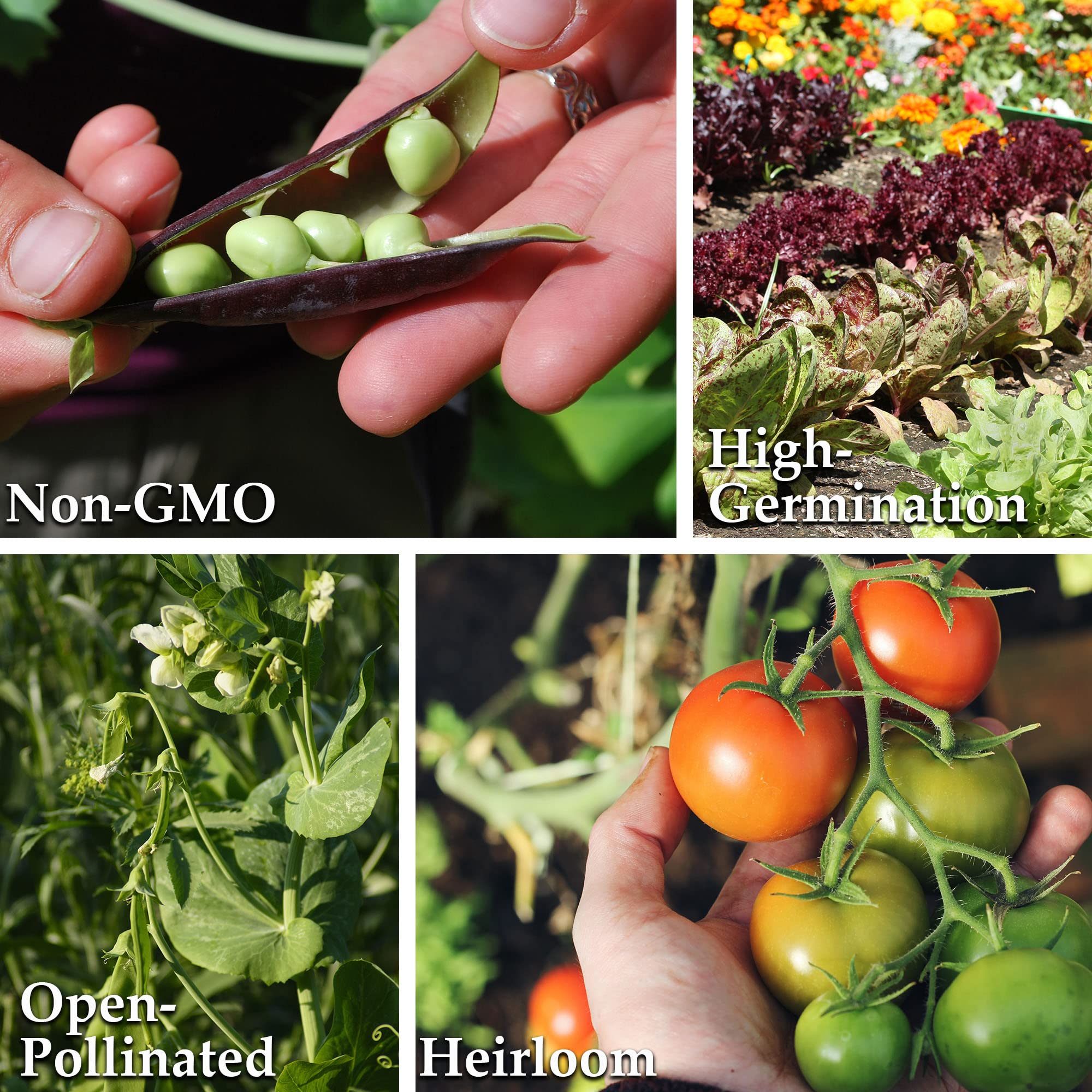 Currant Red Tomato Seeds - Non-GMO Heirloom Variety (4 Oz ~30,000 Seeds) - Solanum lycopersicum for Home Vegetable Gardens & Organic Farming - Perfect for Canning, Sauces, and Fresh Salads