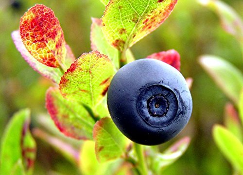 20 Premium Bilberry Fruit Shrub Seeds (Vaccinium Myrtillus) - European Blueberry Plants for Home Garden, Landscaping & Healthy Smoothies