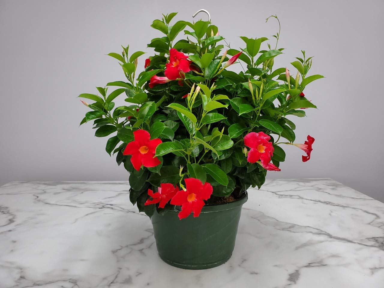 Live Coral Dipladenia Hanging Plant - 12