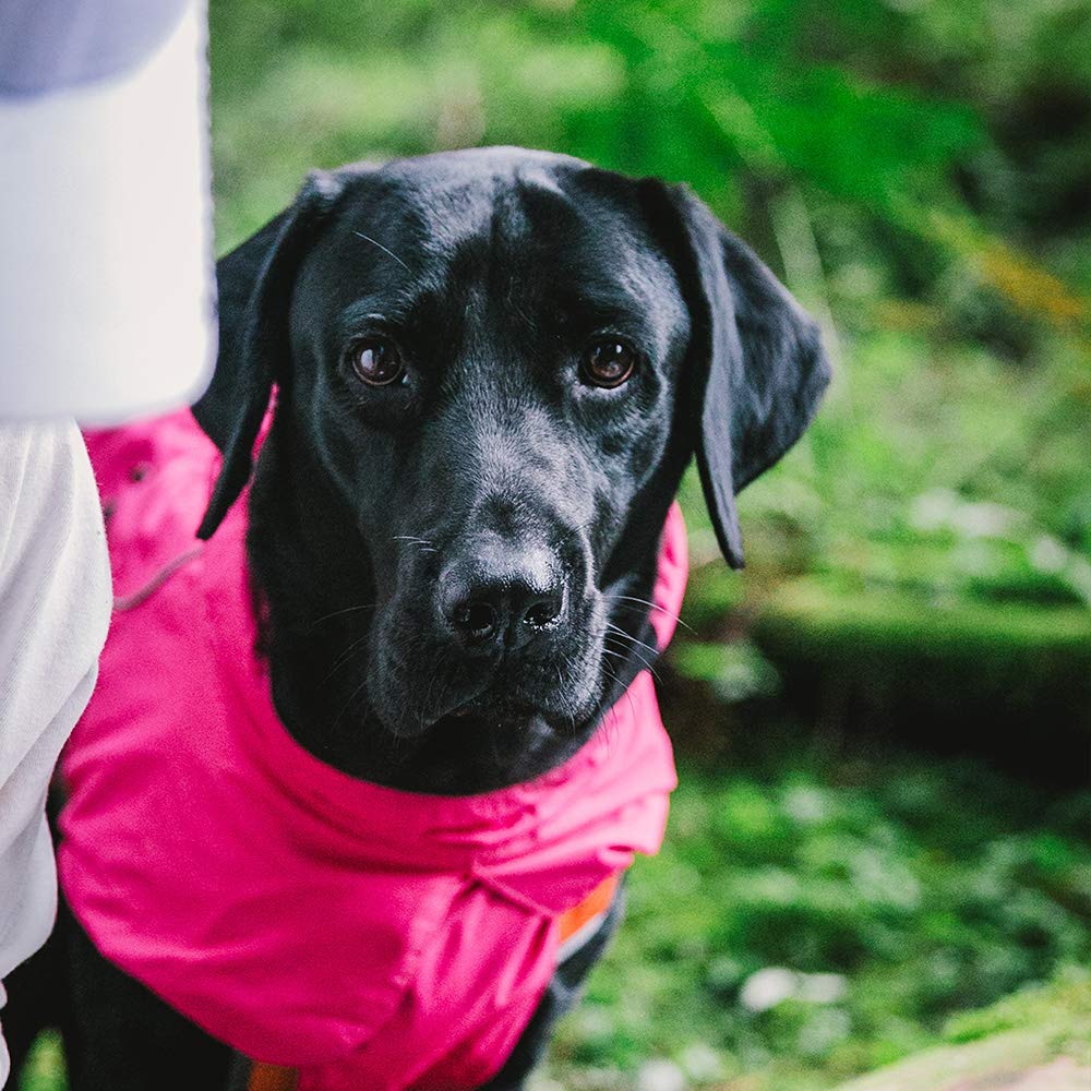Waterproof Dog Jacket for Small Dogs - Warm & Adjustable for Outdoor Adventures