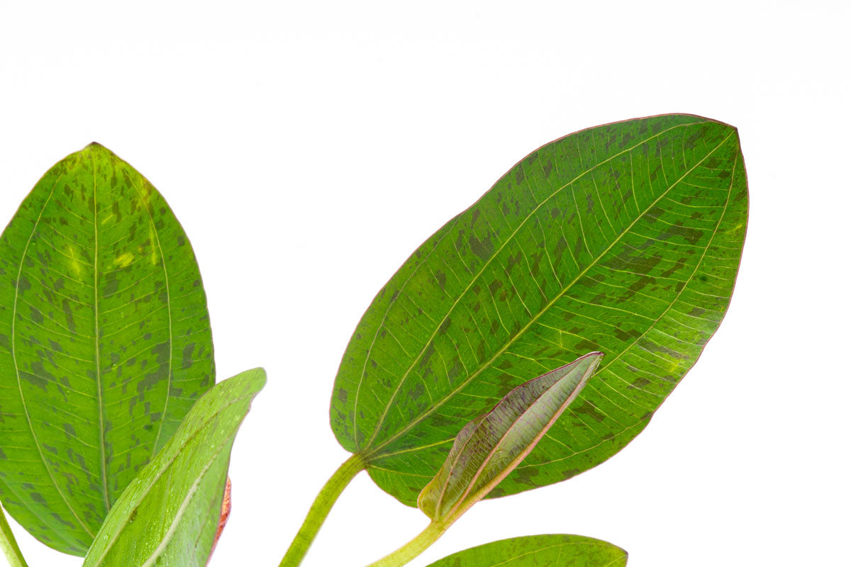 Echinodorus Bima Aquatic Plant - Live Freshwater Aquarium Plant for Fish Tanks, Ponds & Aquascaping | Easy to Grow & Low Maintenance | Perfect for Beginners & Experts