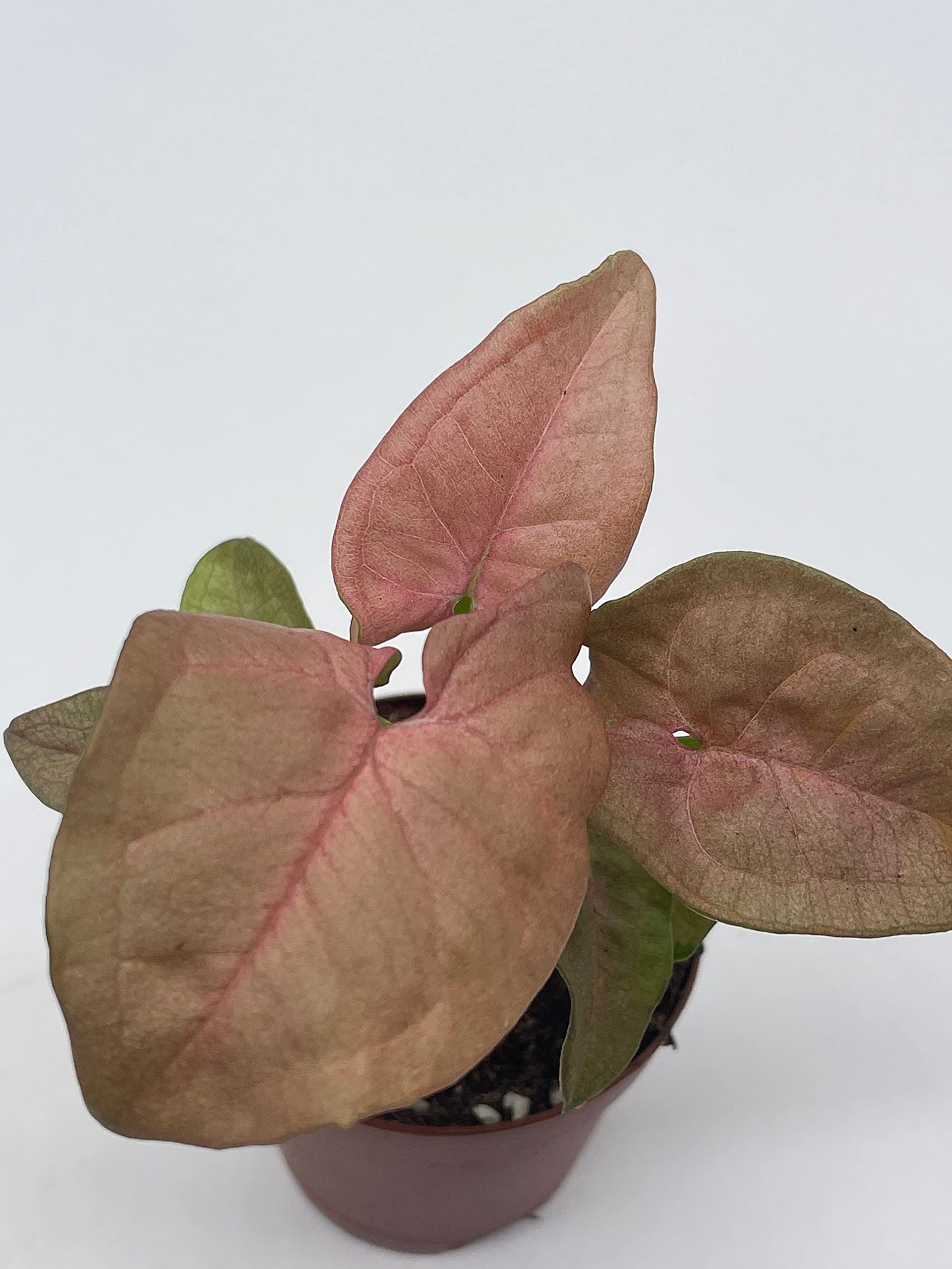 Syngonium Pink Strawberry Live House Plant - Well Rooted Starter in 2 Inch Pot | Perfect for Home Decor, Office Desk & Indoor Gardening
