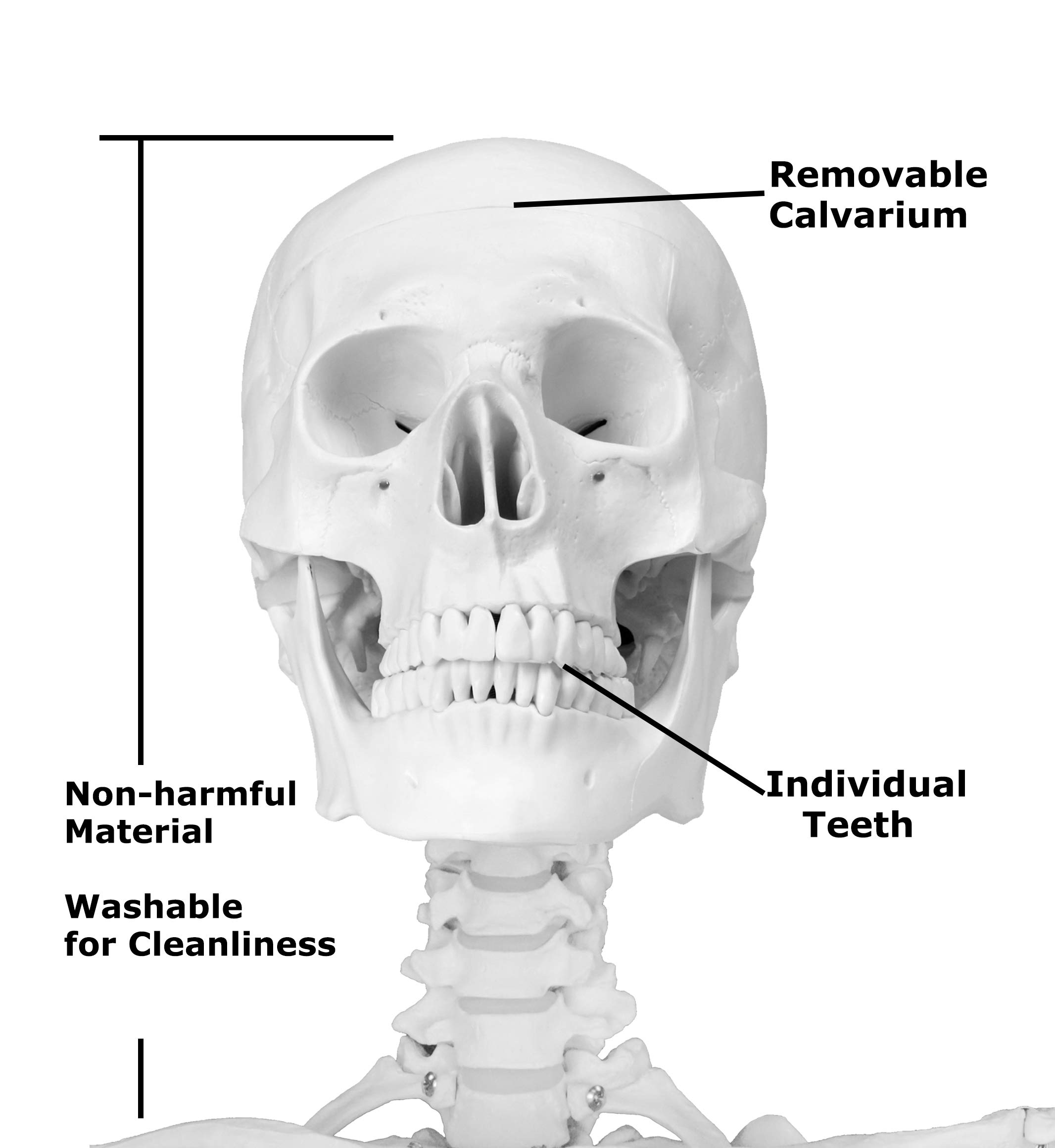 Jackson Global JS00011 Medical Grade Hanging Life Size Human Skeleton - 66