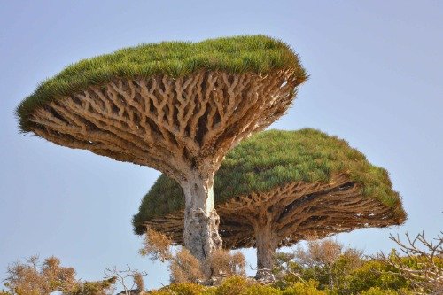 Dragon Blood Tree Socotra Poster - Glossy Photo Print for Home & Office Decor