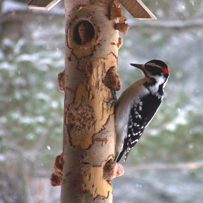 Premium Suet Cake for Wild Birds - High Energy Bird Food for Woodpeckers, Chickadees & Nuthatches - Perfect for Backyard Bird Feeders in Winter & Cold Weather