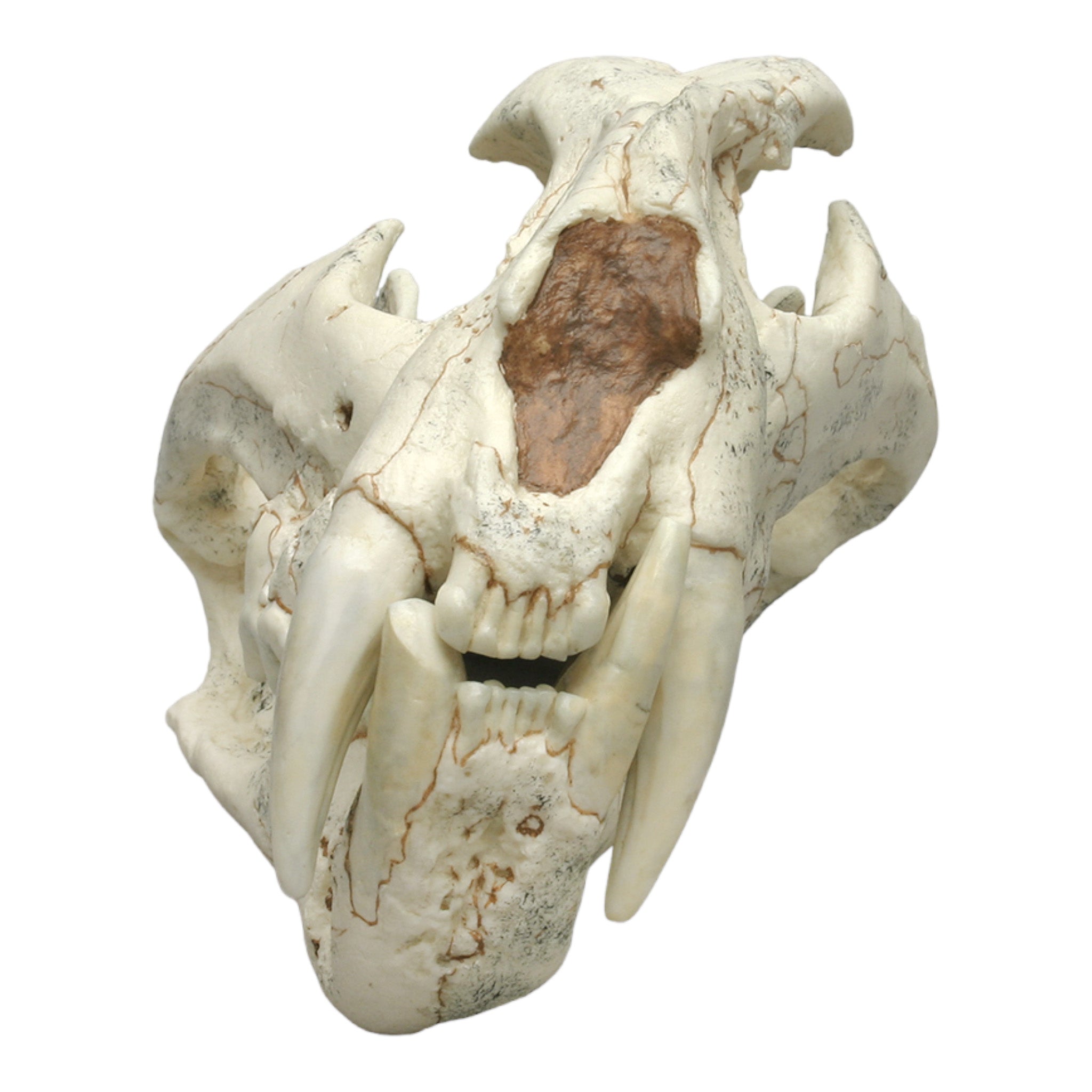 Authentic Replica Ancestral Tiger Skull - Panthera Palaeosinensis Fossil Reproduction for Home Decor, Museum Display, and Educational Use