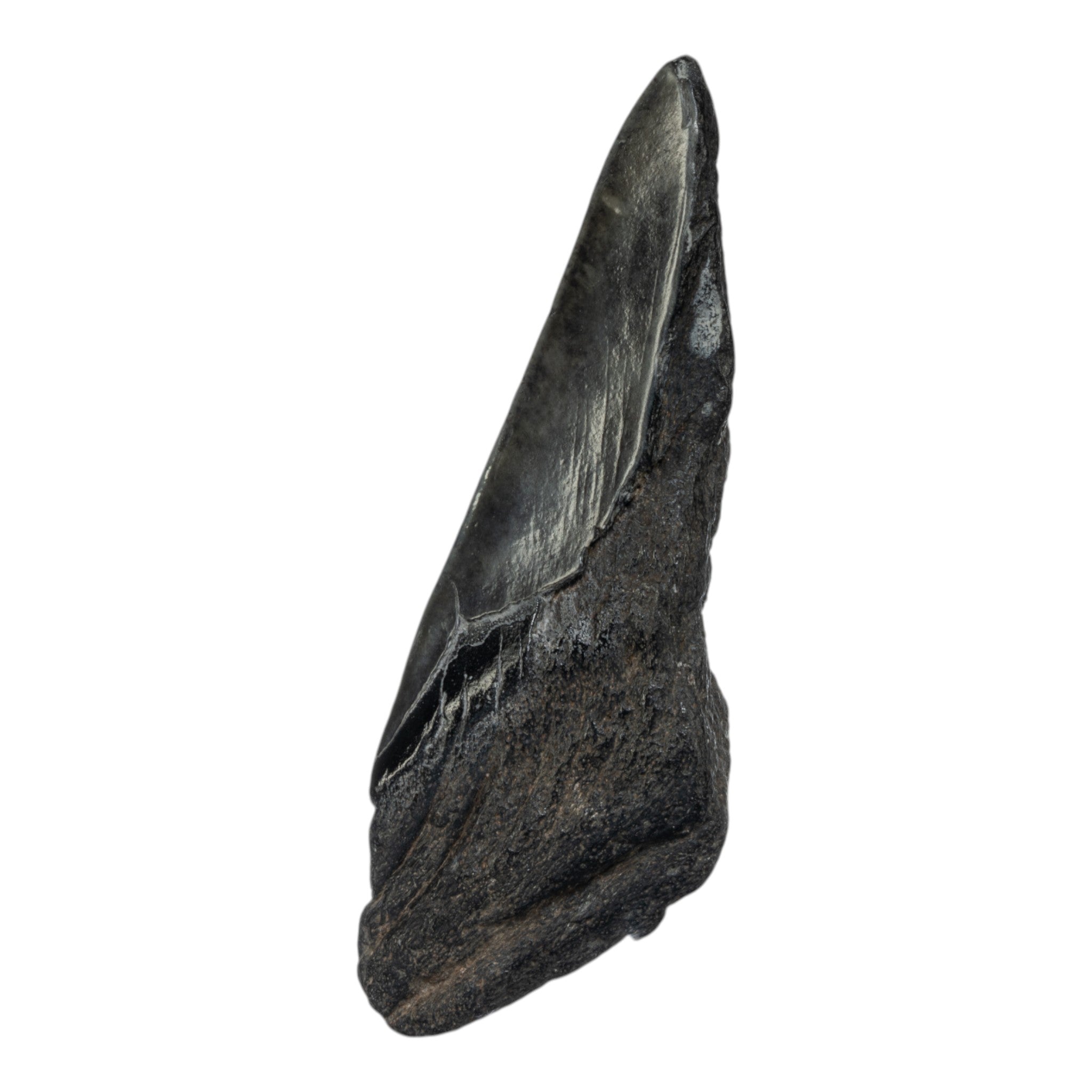 Authentic Real Megalodon Shark Tooth Fossil - Half Size - Perfect for Collectors, Jewelry Making & Educational Displays