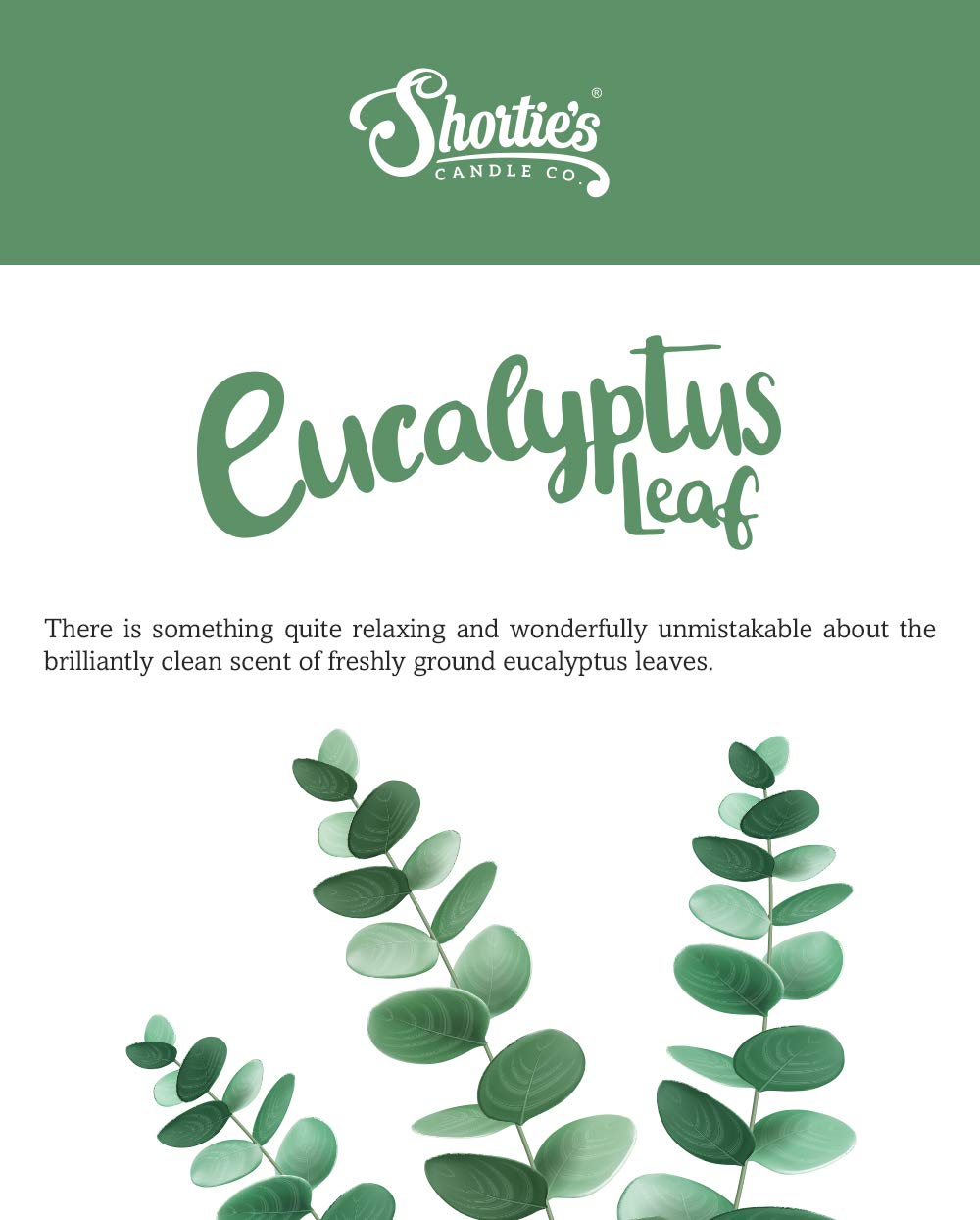 Premium Eucalyptus Leaf Scented Tealight Candles - 12 Pack Natural Essential Oil Aromatherapy Candles - Made in USA - Fresh & Clean Scent for Relaxation, Spa, Yoga & Home Decor