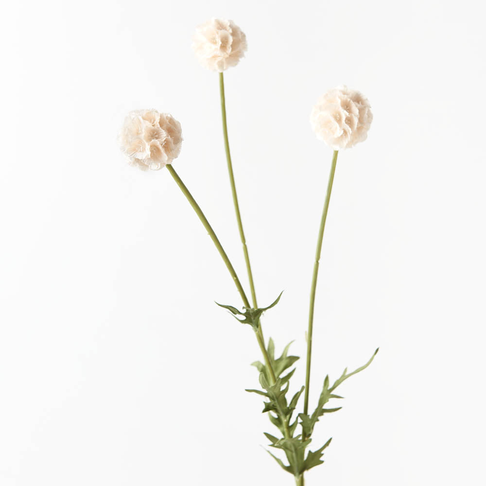 Scabiosa Stellata (Cream) - Beautiful Starflower Pincushion Seeds for Garden Planting | Perfect for Cut Flowers, Bouquets & Cottage Gardens