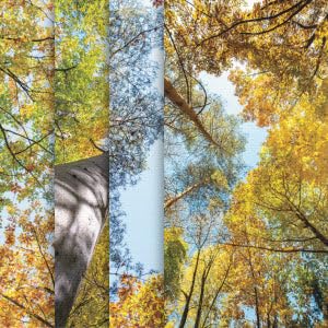 Autumn Leaves