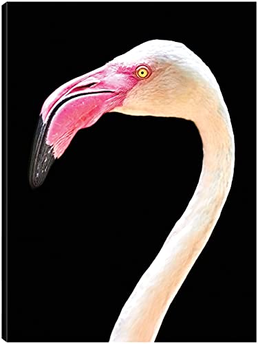 Flamingo Portrait