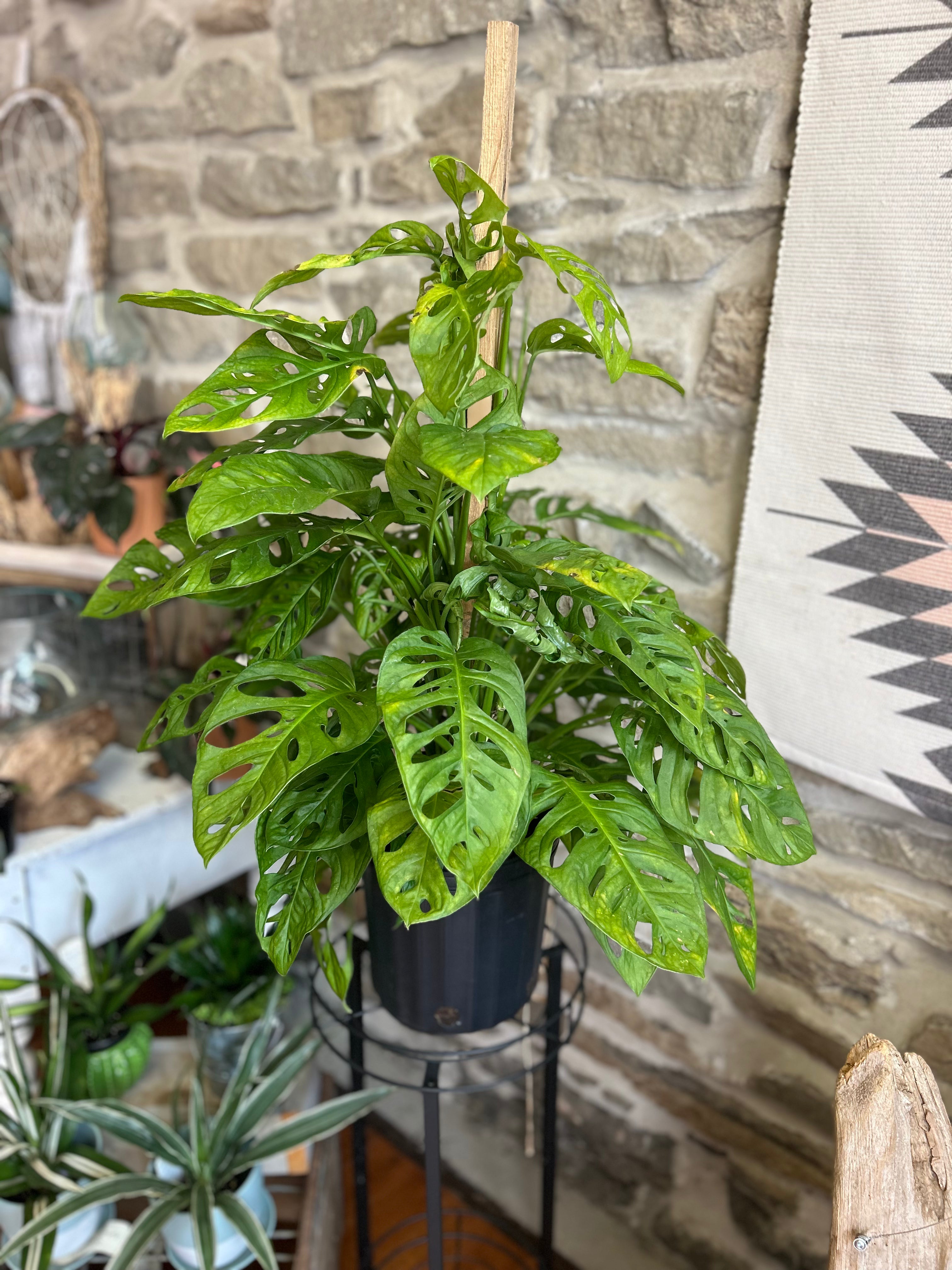 Totem Philodendron & Swiss Cheese Plant - Live Indoor Houseplant for Home Decor, Office, and Garden | Perfect for Living Rooms, Bedrooms, and Balconies