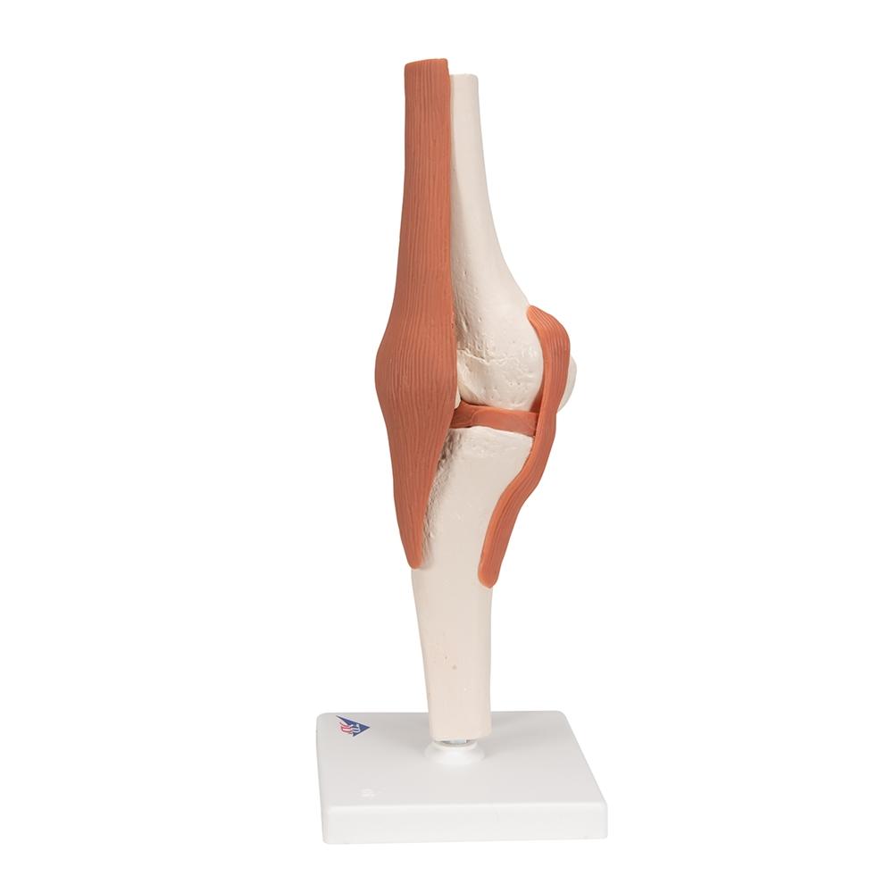 Functional Knee Joint Model - Anatomical Medical Teaching Aid for Students & Professionals | Ideal for Classroom, Lab & Home Study