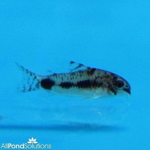 Salt and Pepper Corydoras (Corydoras habrosus) - Peaceful Freshwater Aquarium Fish for Community Tanks