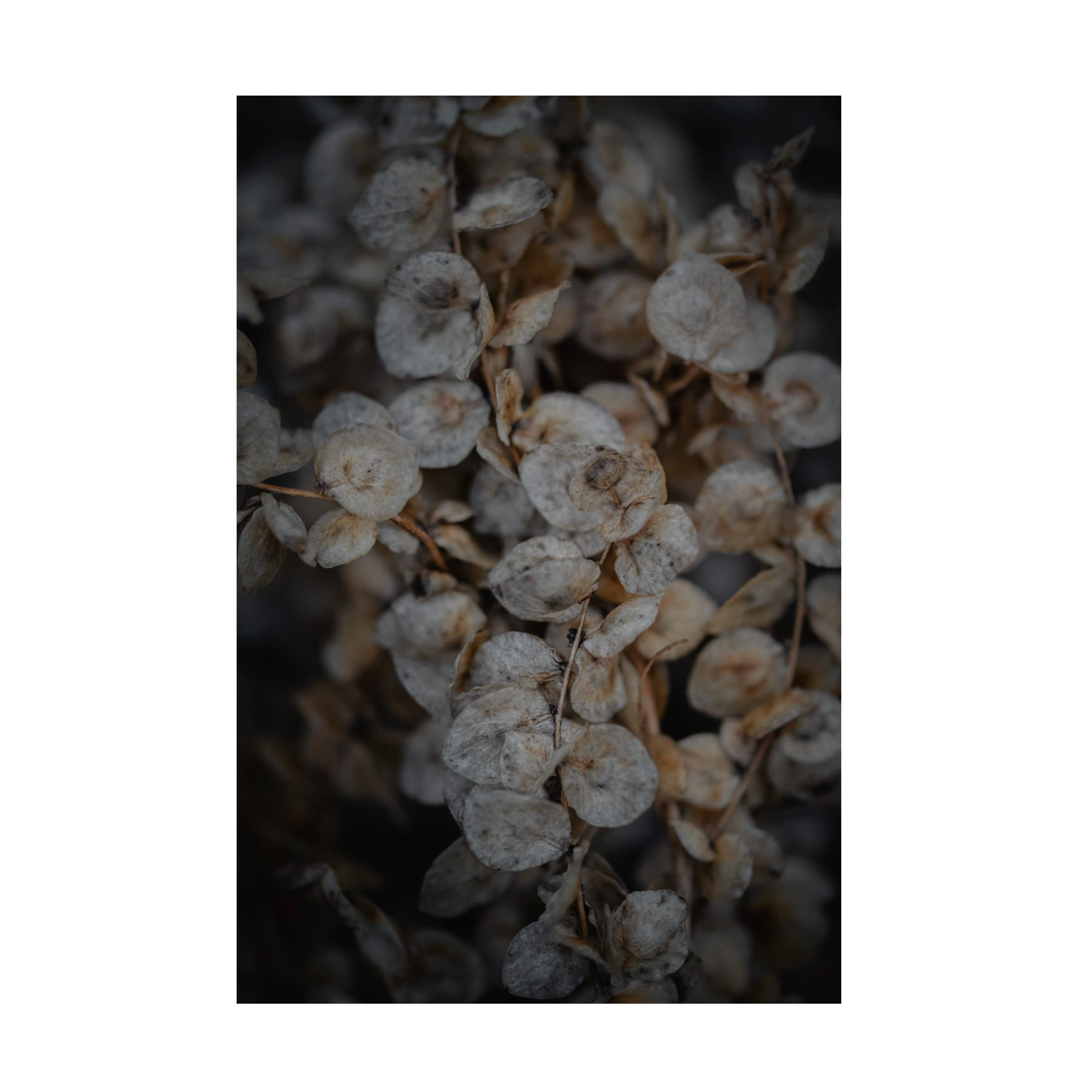 Trademark Fine Art 'Natural Beauty' Canvas Wall Art by Cicek Kiral - Stunning Floral Painting for Living Room, Bedroom & Office Decor