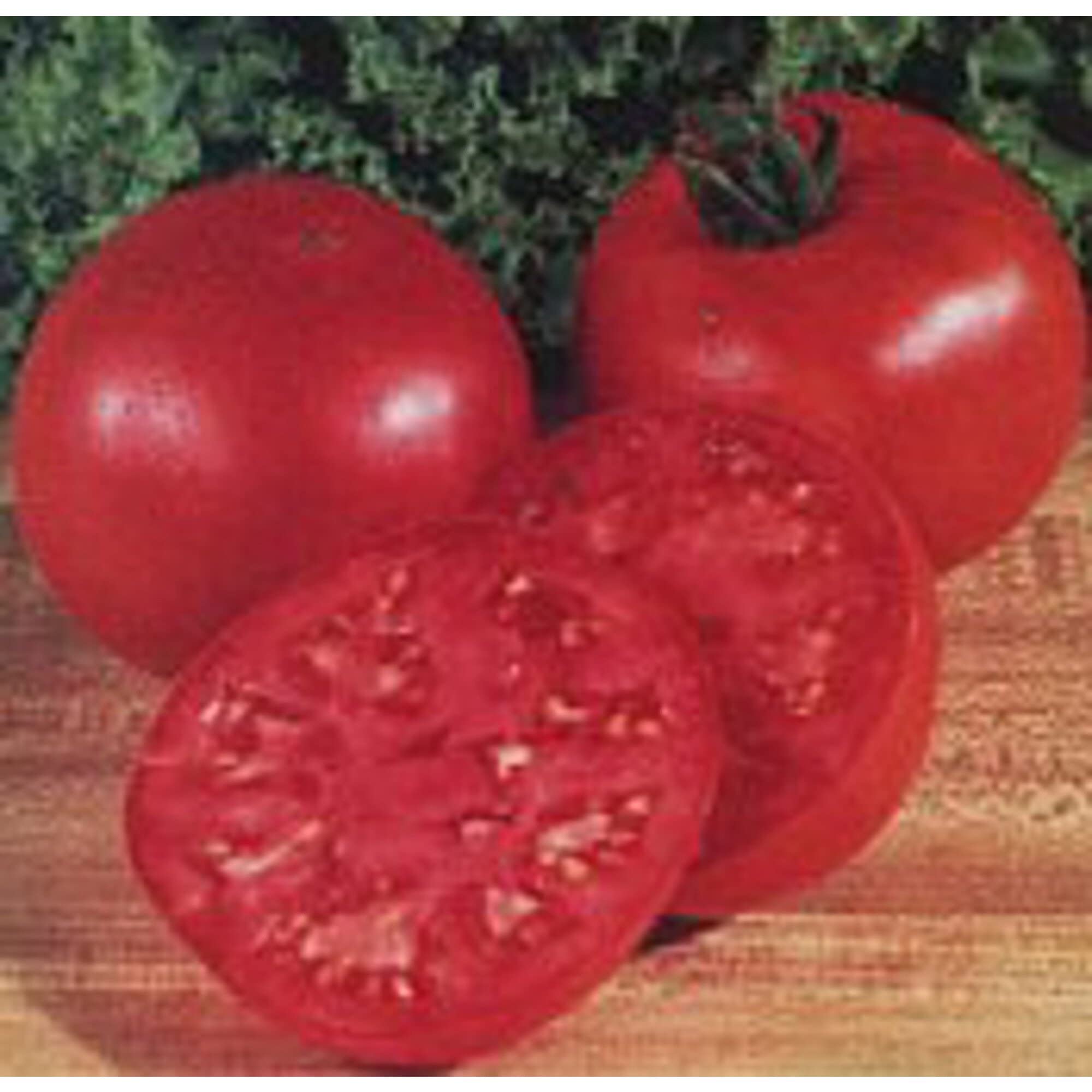 Oregon Spring Tomato Seeds (20+ Seeds) | Non-GMO Heirloom Vegetable Seeds for Planting | Home Garden, Greenhouse, Raised Beds | Fresh Salad, Canning, Cooking