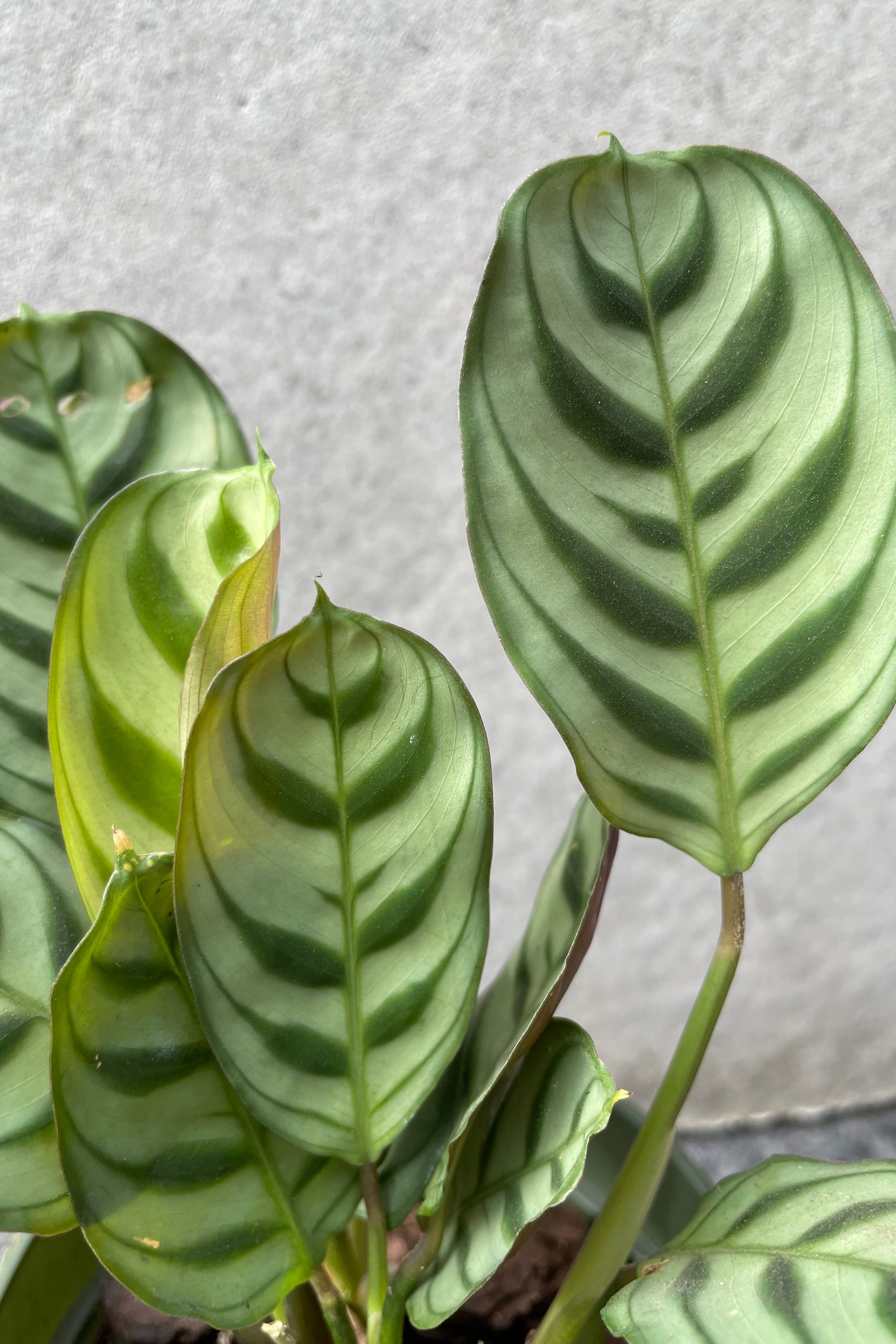 Ctenanthe Burle Marxii - 4
