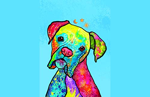 Boxer Rainbow